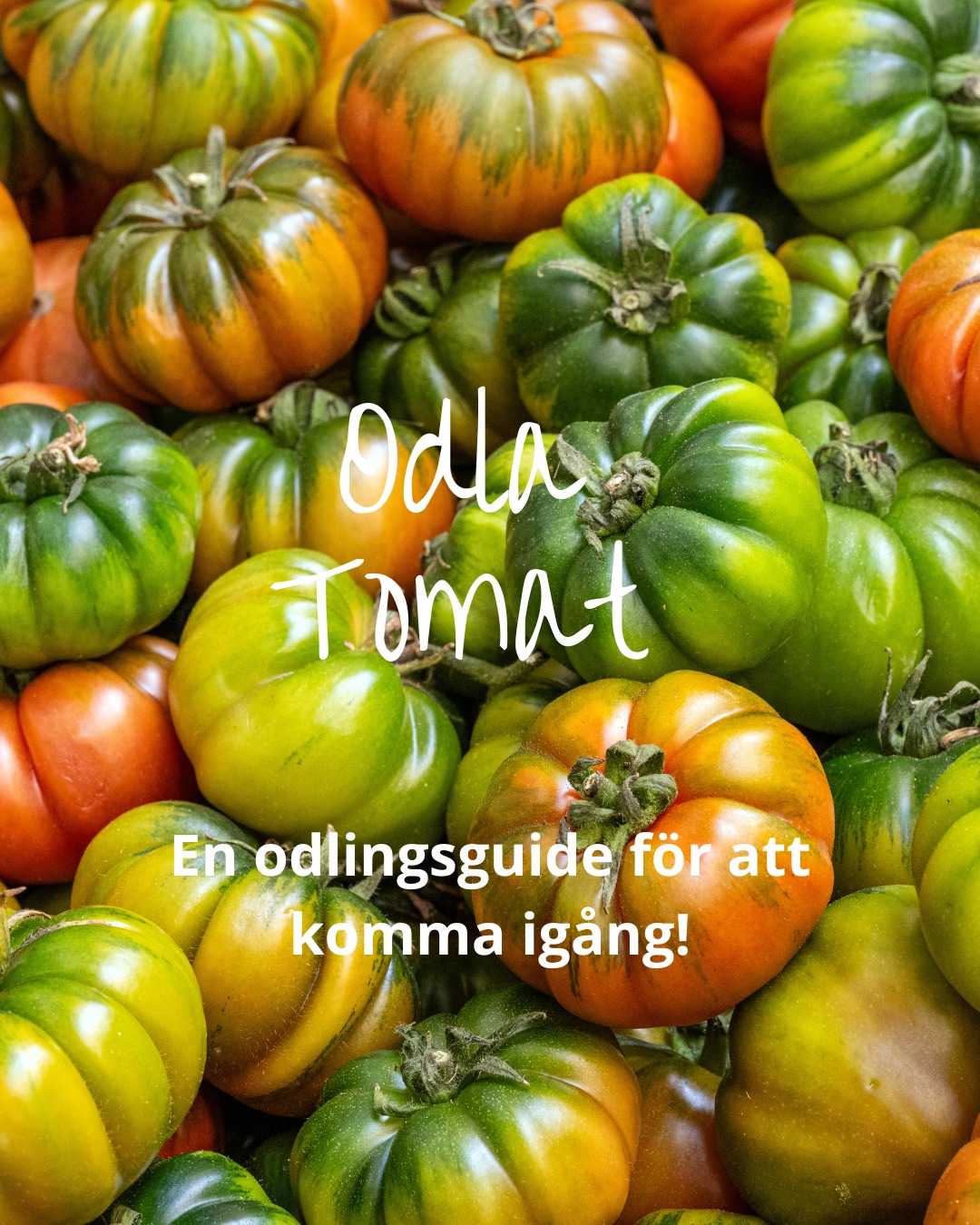 Att odla egna tomater är inte bara kul och givande, det ger dig också möjlighet att njuta av färska, solmogna tomater direkt från din egen trädgård eller balkong. Oavsett om du är nybörjare eller erfaren odlare finns det några enkla tips som kan hjälpa dig på vägen till en rik skörd! I vår bio hittar du ett blogginlägg med våra bästa tips💚🍅