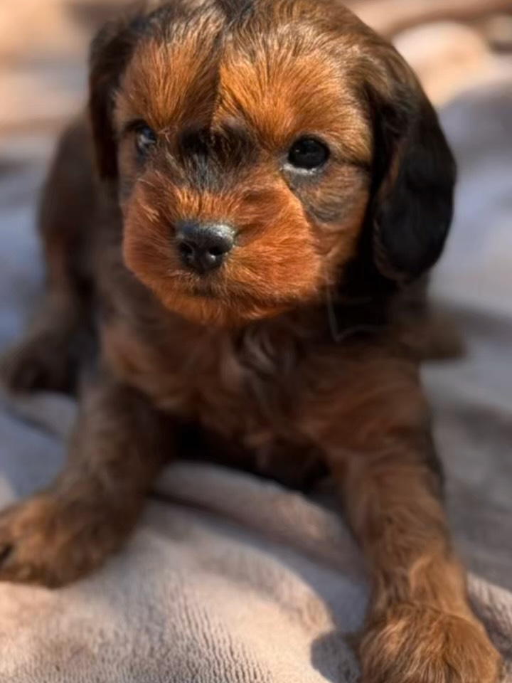 **Your furever love awaits 💘🐾**
1️⃣ Sable female** – soft, sweet, and full of cuddles
2️⃣ Ruby female** – a little heart-stealer ❤️
3️⃣ Black & tan male** – handsome, playful, and charming
Which one is your Valentine and furever love? 💌
.
.
.
.
#cavapoo #blackandtan #sable #tinkerpups #fureverfamily