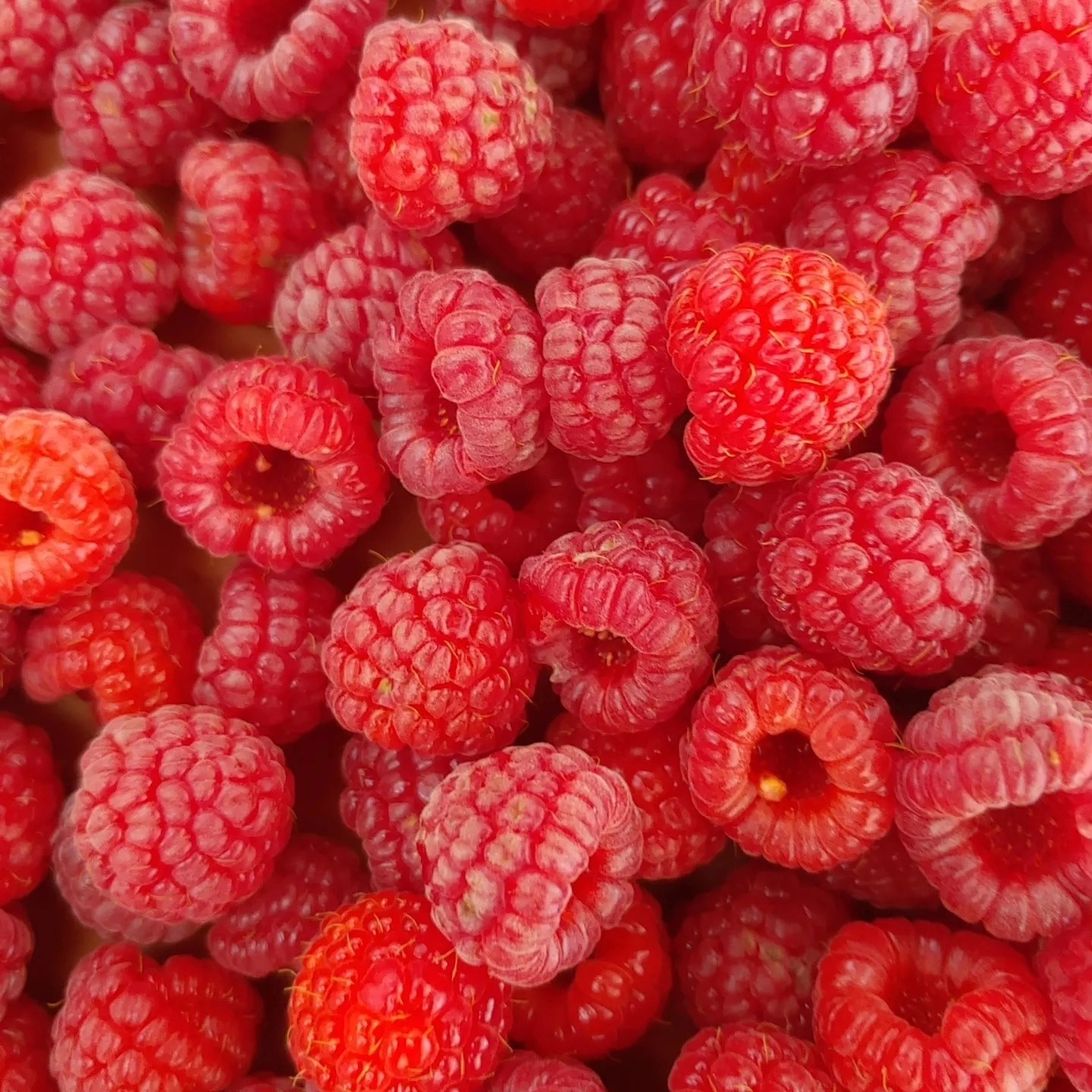 They're back! Pick your own red raspberries are available starting Saturday, September 7th. $6 per pound for pick your own. 5676 East State Route 29 Urbana 43078
Open 10-6 Monday through Saturday. They are delicious and nutritious!
