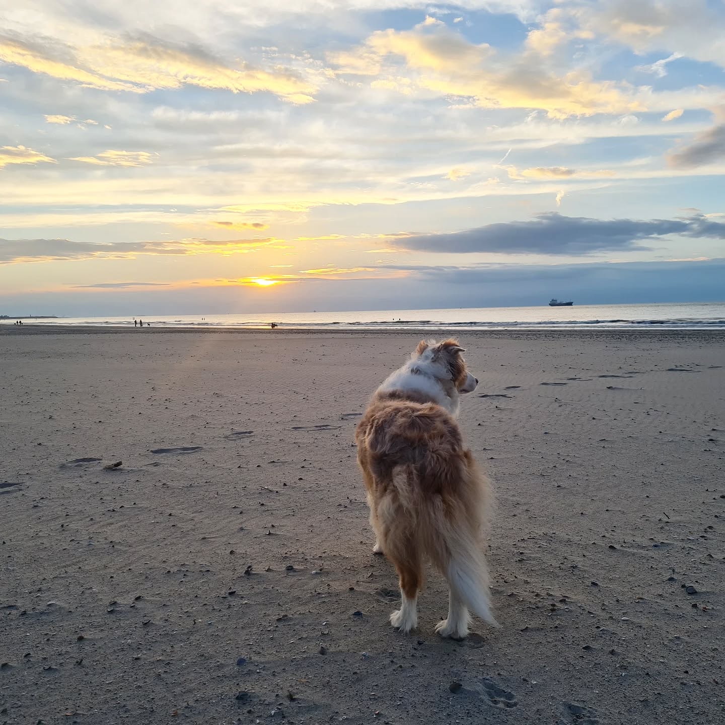 🎉 Hallo 2025! Neues Jahr, neue Vorsätze, neue Möglichkeiten! 🎉
Ein neues Jahr beginnt – und mit ihm viele spannende Vorsätze und Pläne! ✨
Bei WUNSCH LEINEN haben wir uns einiges vorgenommen und können es kaum erwarten, euch bald mehr darüber zu erzählen.
In den nächsten Tagen verraten wir euch, woraufhin ihr euch freuen könnt – bleibt gespannt! 🐾
💬 Und ihr? Welche Vorsätze habt ihr euch für 2025 gesetzt? Wir sind gespannt auf eure Antworten!
#vorsatzfürsneuejahr #neujahrsvorsätze #2025 #tauleinen #produktefürhunde #hundezubehör #hundeleinen #halsbänder #leinen #hundeliebe #hundeacessoires #aussie #redmerle #redmerleaussie #tauleinen #bodenarbeit #aussiefreunde #hundemädchen #pferdefreunde #hunde #hundeliebe #hundewelt #dogs #dogsfashion #citydog #ilovemydog #hundeleinen #sortimentserweiterung #neueprodukte #wunschleinen