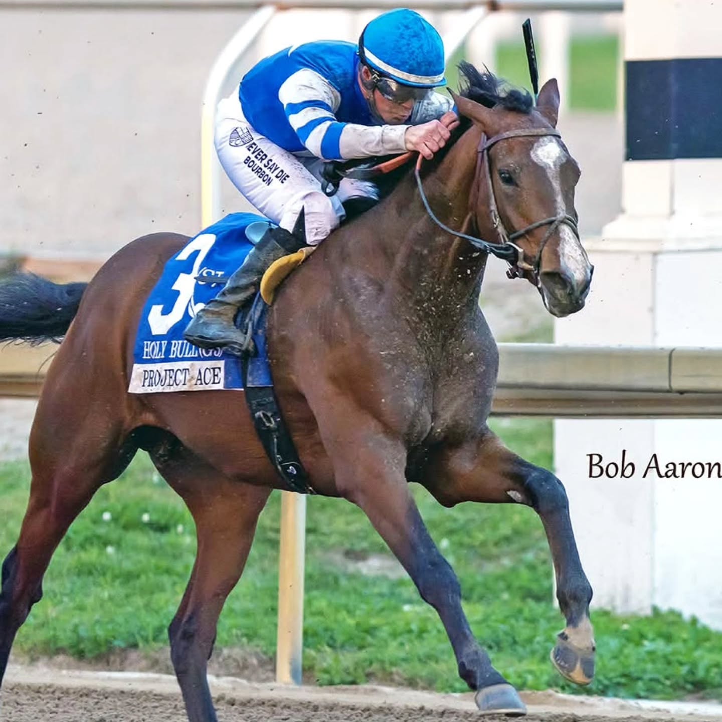 Project Ace lacked early speed trailing the field in yesterday's G3 Holy Bull but fired up in the stretch (we're noticing a pattern) to claim third! Proud of his effort. @laneriecorey up for @albaughfamilystables. Thanks @robert.aaron for the great photos!