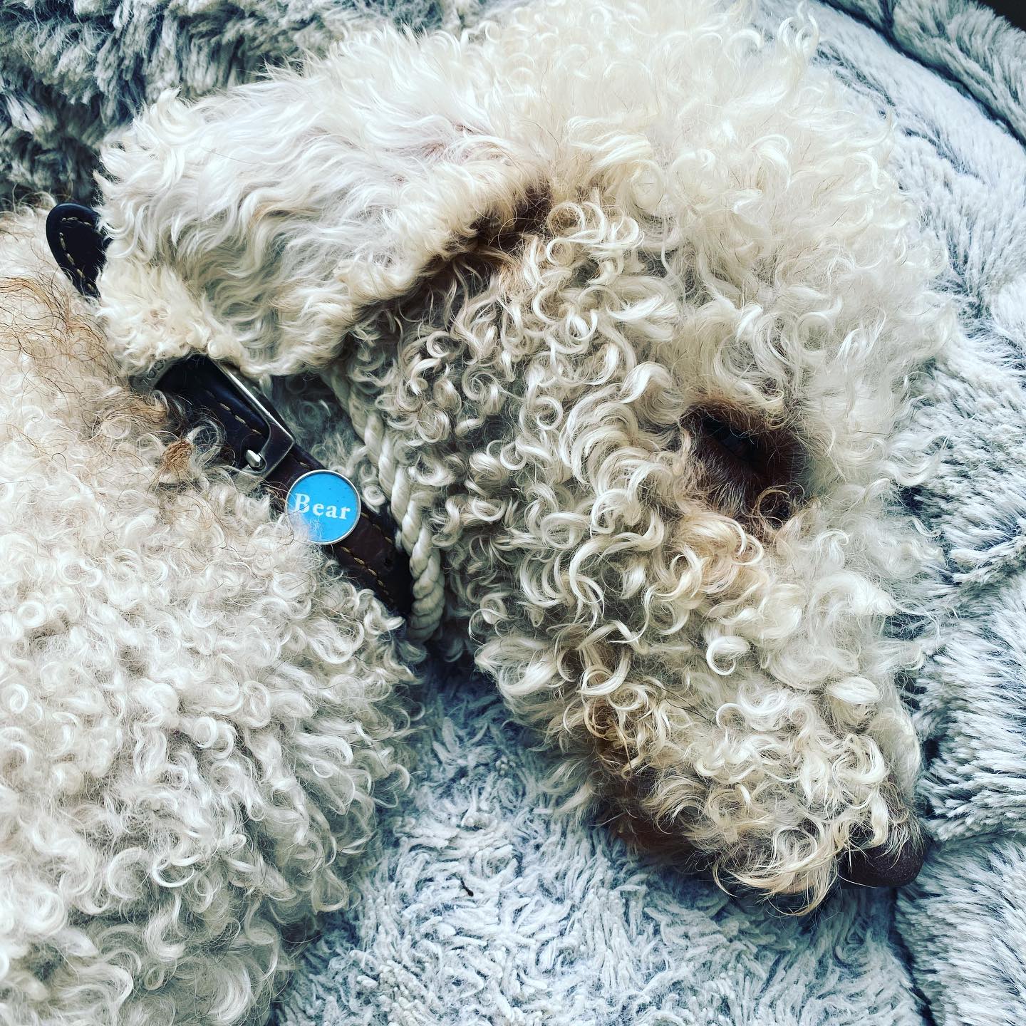 A little doggy bling idea in sterling silver for the diva pet that has everything🤩not on the website yet, let me know what you think?
.
.
#doglife #doggift #divadog #dogowner #forthedogthathaseverything #forthedogthatdoesntfitinyourhandbag #lovemydog #doglover #dogloversclub #spoiltdog #doggybling