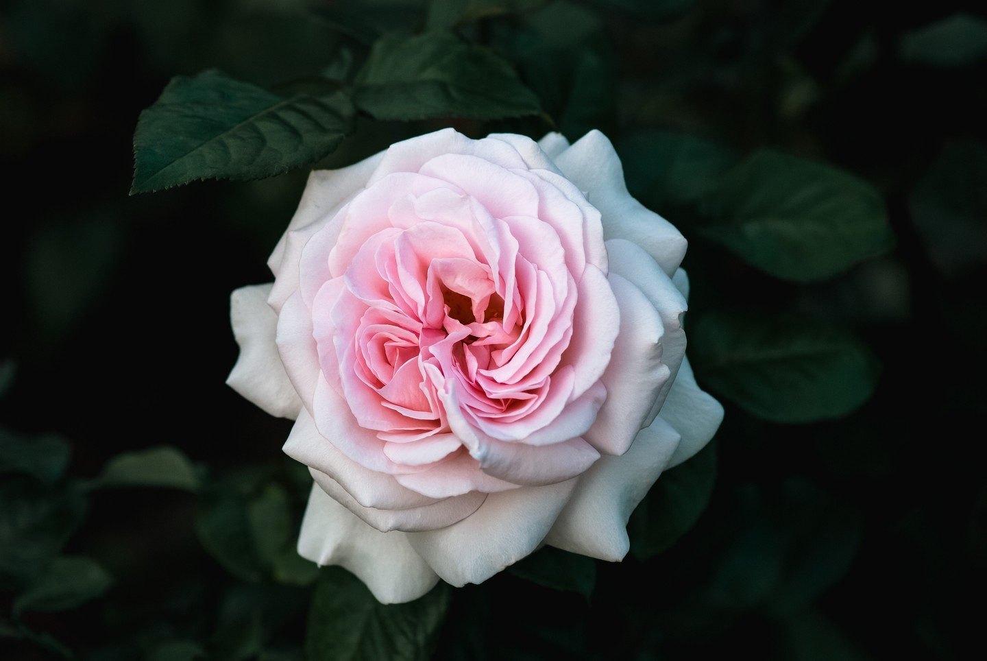 Prince Jardinier Rose — delicate pale pink blooms and a rich perfume from Apuldram Roses. Ideal for adding timeless charm to beds and borders. Bare root from £17.95; potted option also available. Link in Bio 🌸🌿 #PrinceJardinier #Roses #GardenInspo #FragrantFlowers #PlantCare #ApuldramRoses