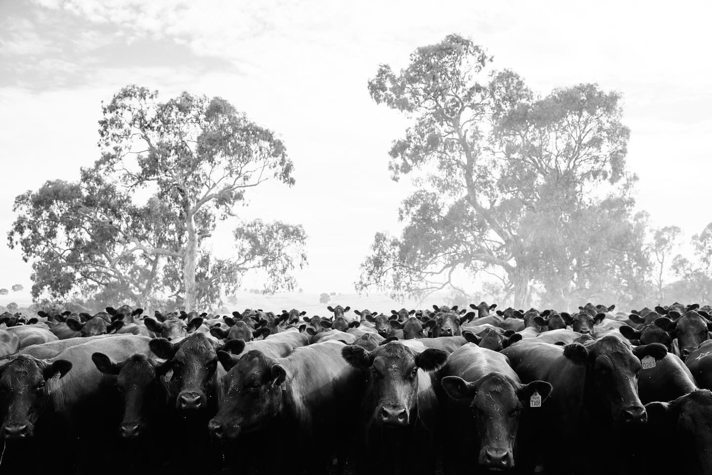 Weighing, weaning and preg testing all done!☑️
@temaniaangus @jim_mccormack
.
.
.
#angusbeef #allthingsagriculture #australia #cattle