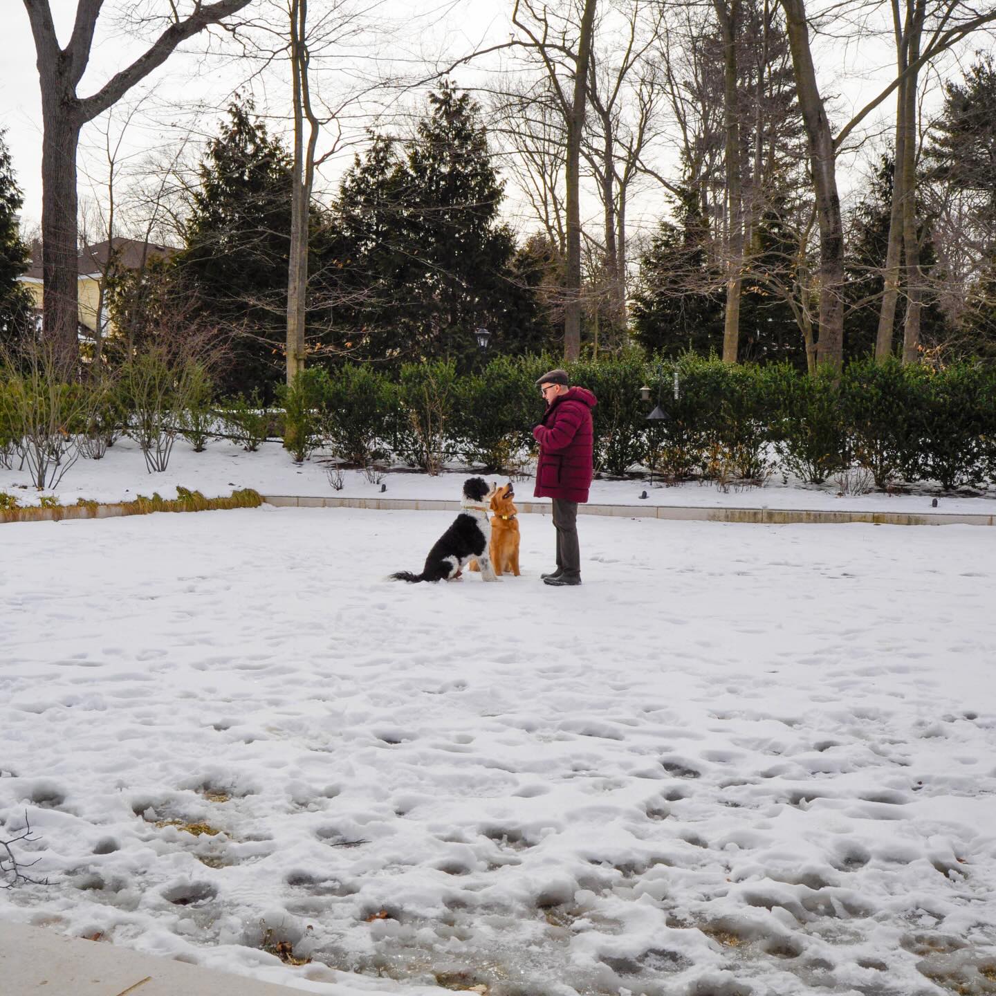 Training isnโt extraโitโs essential. #WagWithWilliam #PositiveReinforcement