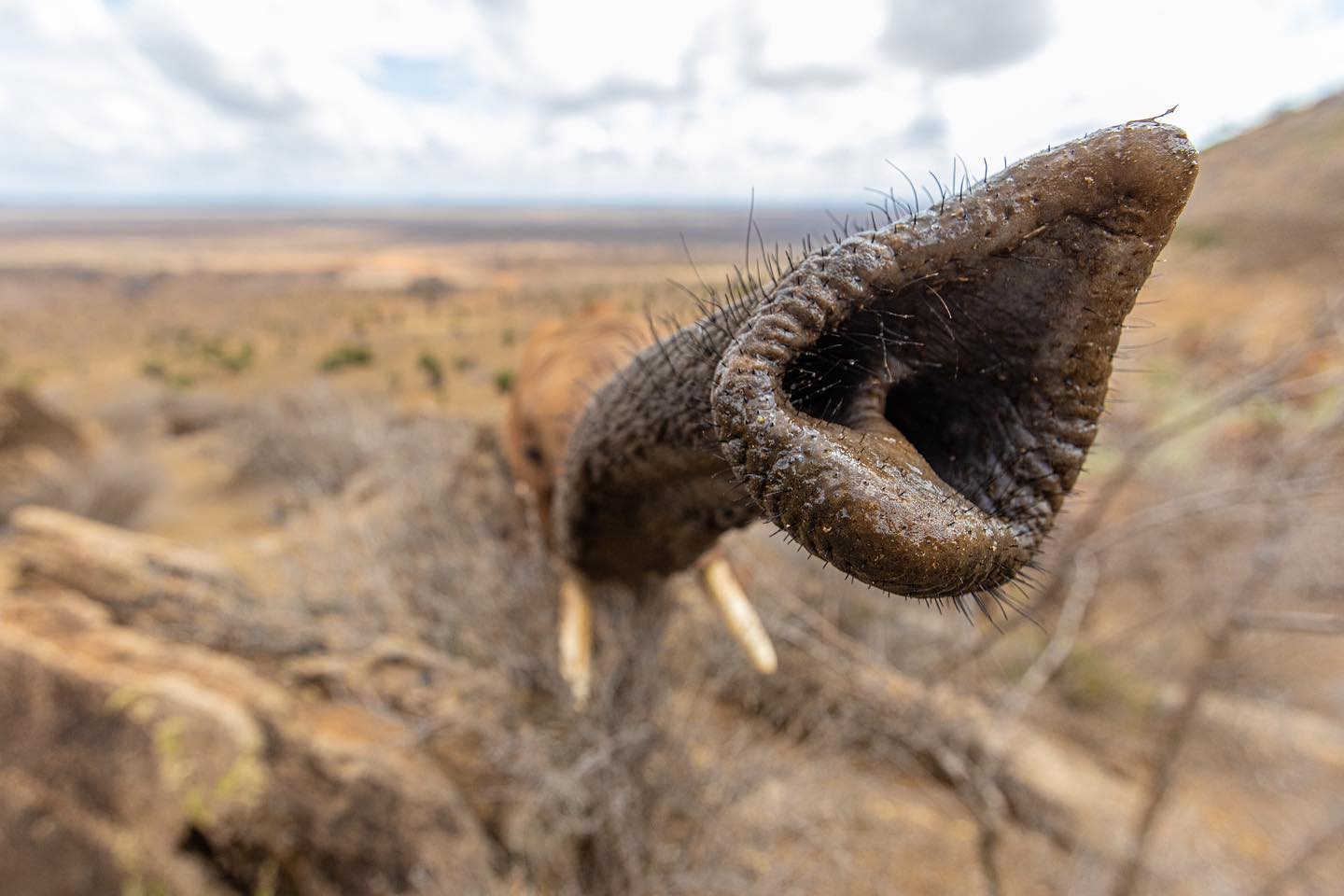 They said, “Don’t get too close.” Oops!
#wildelephants #documentary #kenya #bts #setlife #filmmaking #canon
