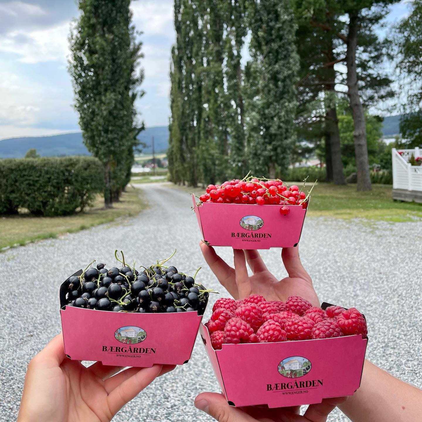 Litt solbær, rips eller bringebær til helgekosen? Ring 917 96 096 for bestilling!