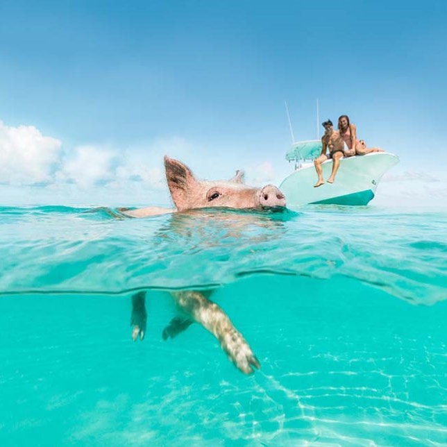 Just graduated the #bahamasspecialist program and I can’t stop thinking about #swimmingwithpigs and visiting #thunderballgrotto like a Bond Girl in the #exumas
📷: @bahamastouristoffices
