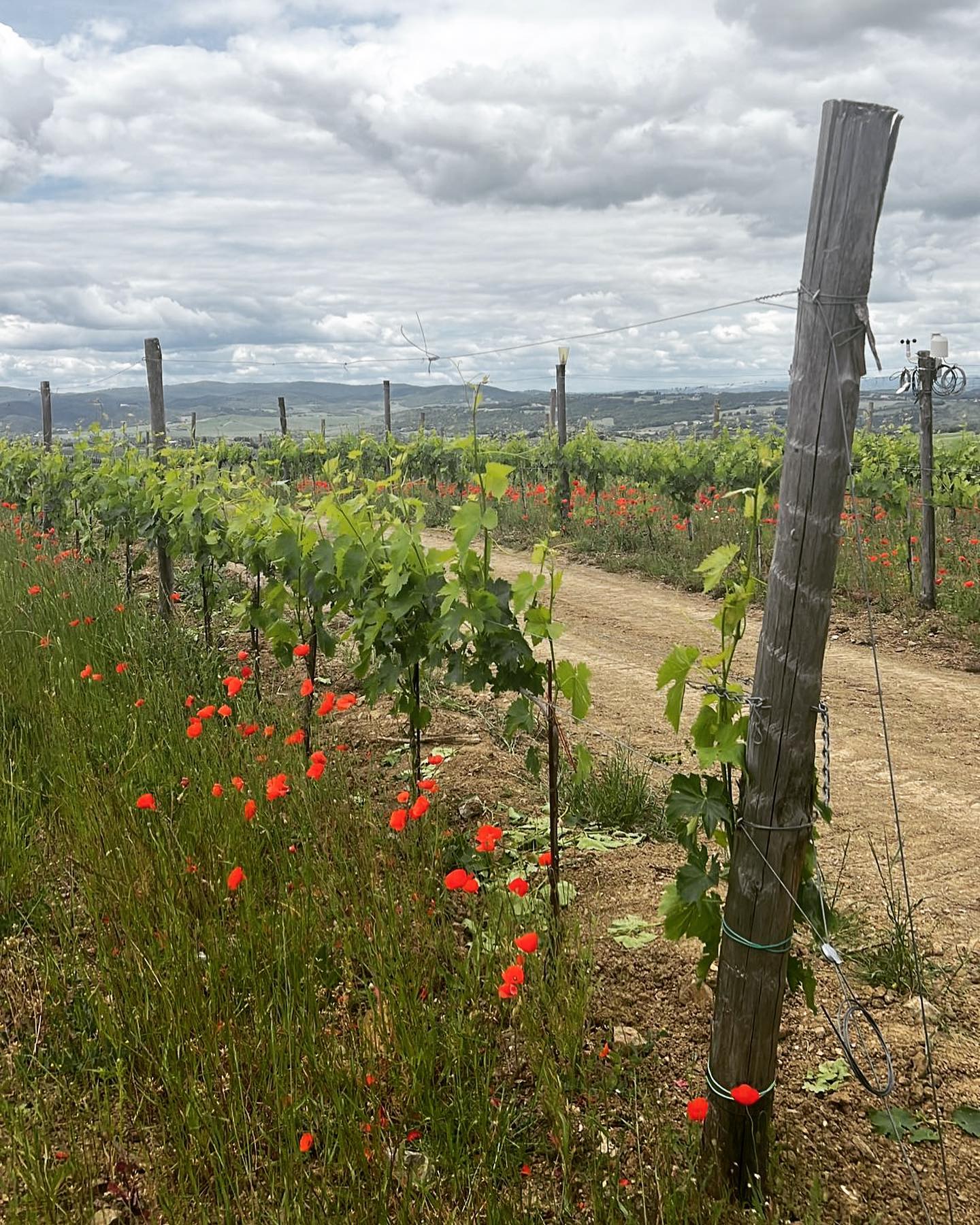#iltecnicorisponde #enoadvance #viticoltura #peronospora #pioggia #vigneto
✅ A cosa servono le centraline meteo nel vigneto?
👉🏻 Questo vigneto ha avuto 33mm di pioggia cumulata negli ultimi 30 giorni, solo 2 eventi infettivi degni di attenzione.
❌ A pochi km di distanza si sono registrati oltre 130 mm nello stesso periodo con oltre 8 eventi infettivi.
Difendere bene, nel momento giusto è la soluzione per un’agricoltura sostenibile e redditizia.