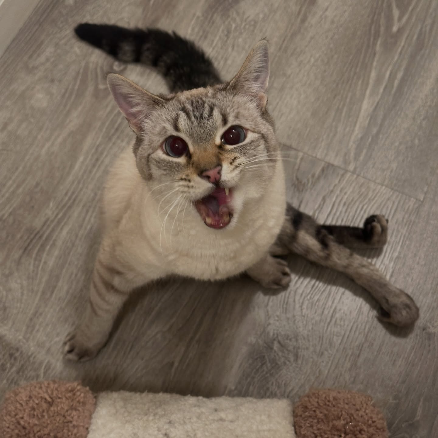 Purrlease come in suPURR close as HarPURR is wanting to share his purrls of wisdom on this wackadoodle Warrior Wednesday.
If the tenor in the air where you are has been anything like ours, it is definitely time to “paws,” move yourself to somewhere quiet, a place that offers you peace and brings you joy and breathe in slowly. Allow yourself to slow down, observe your surroundings and release any worry, negativity or strife you may be experiencing.
If you are ever feeling a moment of self doubt, HarPURR and I hear to tell you that you are valued, that you are irreplaceable, feel the warrior spirit from within and HarPURR on. Help him to fulfill his mission to insPURRire, advoCATe, eduCATe, encourage and demonstrate compassion by letting your light shine bright from within.
advoCATe 💨 eduCATe 💨 insPURRire
#gato #guapo #fyp #catlife