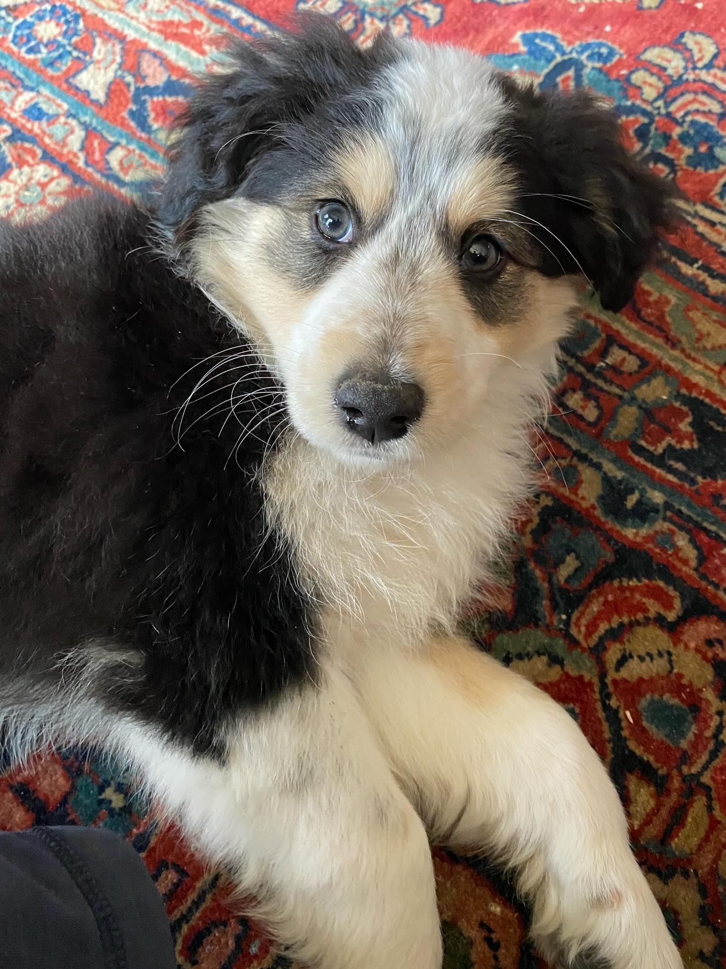 Throwback pics of Linnea as a puppy, and how she’s feeling today! Our little lady is about 6 years old now and due any day with a litter of puppies! We’ll keep you posted on how she’s doing and update when the puppies arrive🐶🐾#puppy #dog #mama #cutie #duedate