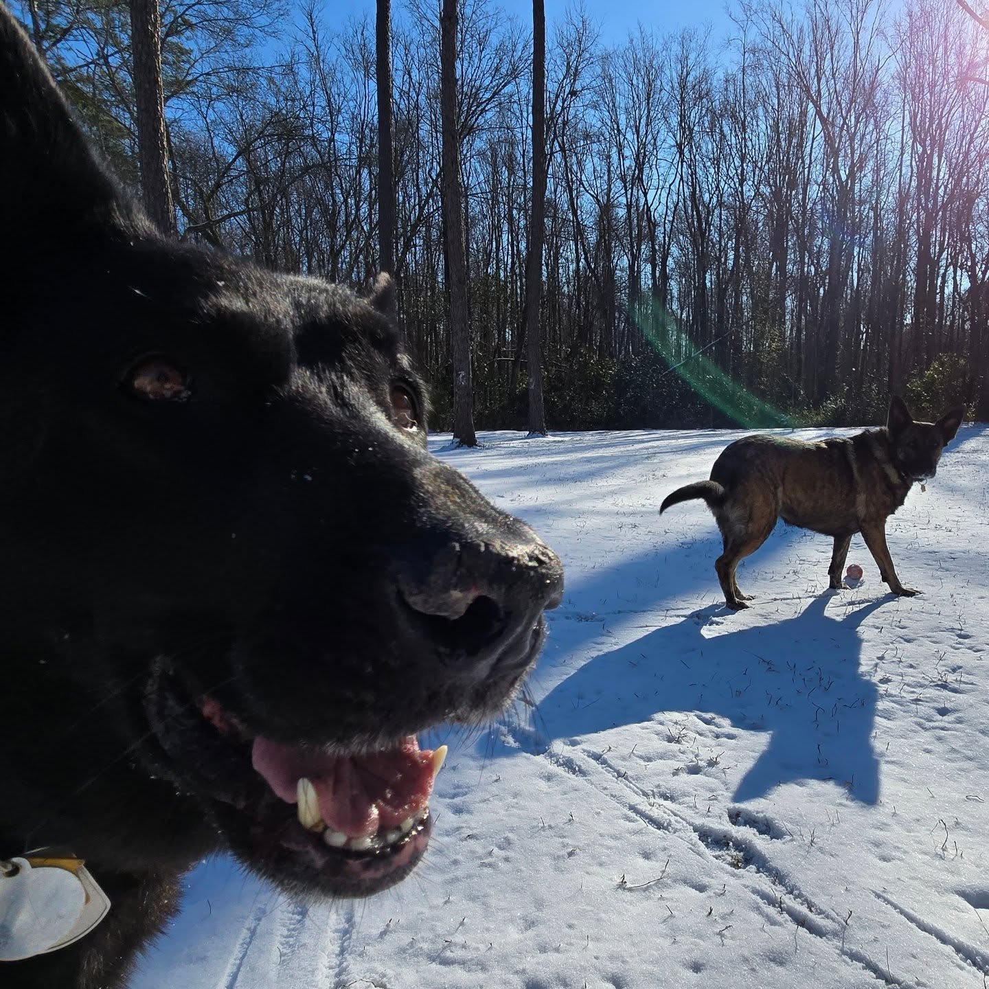 Took a field trip into our woods this morning to enjoy the snow before it melts ☀️⛄️
#snowday #wintervibes #outdoorlife #microadventure #enjoythemoment