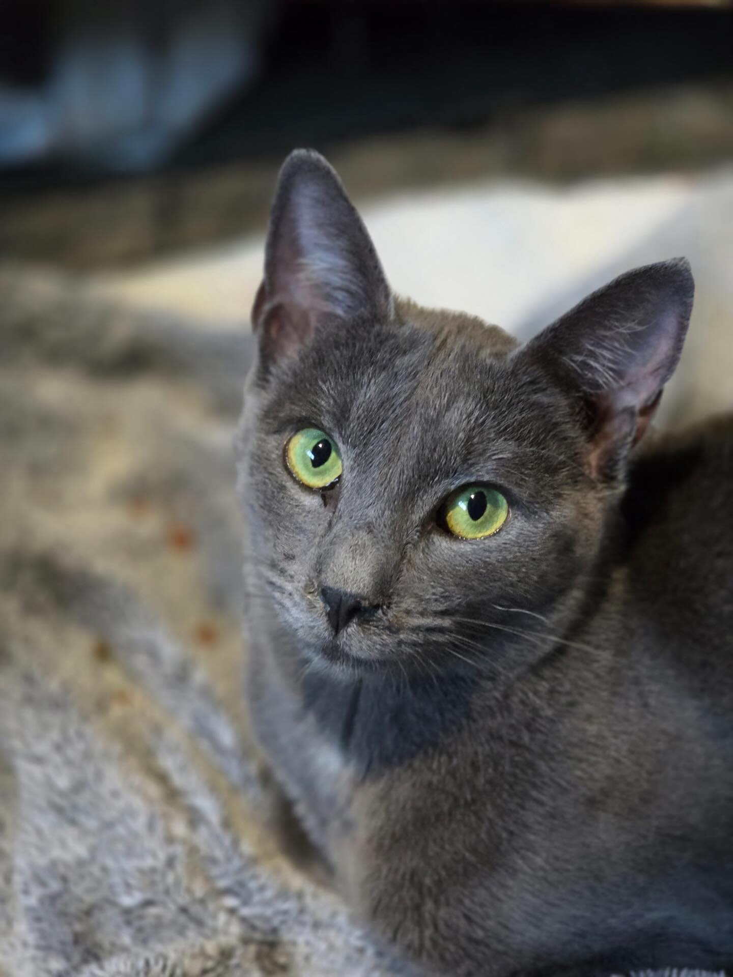 🐾 Adoption Event Today! 🐾
Join us today from 12–4 PM at PetSmart in Lodi
📍 260 E Harney Ln, Lodi, CA
Stop by and meet our sweet girl Tilly 💕
This gentle, loving kitty can’t wait to find her forever home. Come spend some time with her, learn about adoption, and help us continue saving lives—one purr at a time.
We hope to see you there! 🐱💙
Oreo’s Haven Cat Rescue