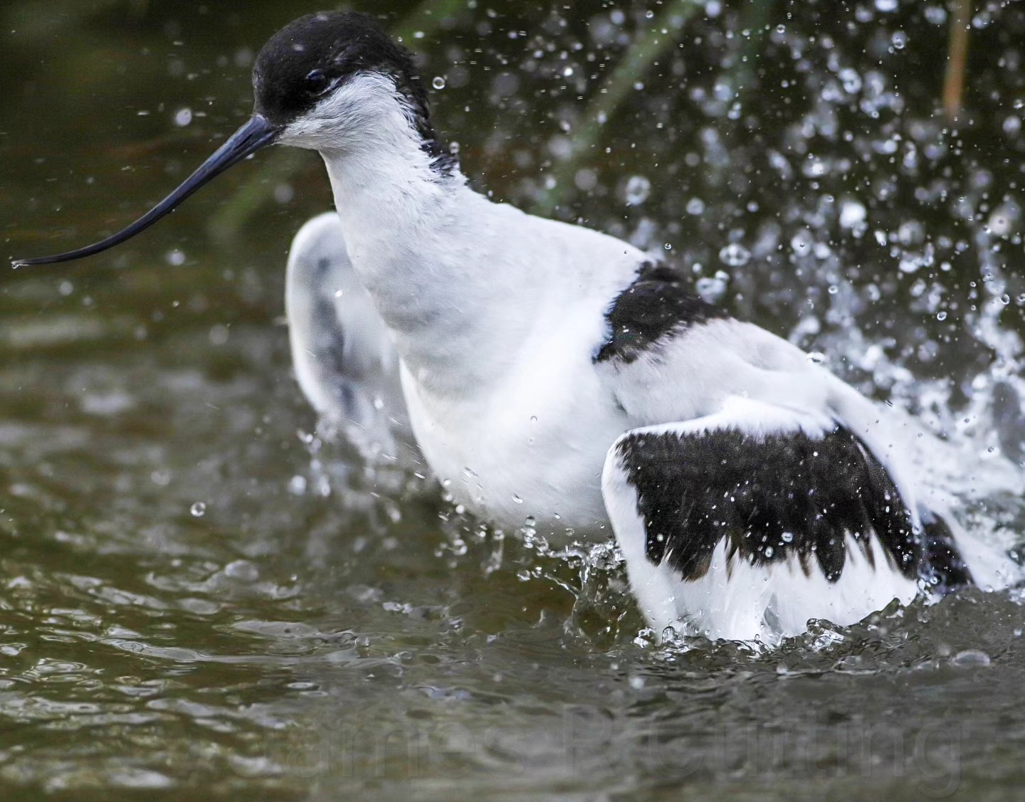 Joining in with #waderwednesday with this Avocet 💓💓💓💓
Have a great day everyone
#wetland #conservation #avocet