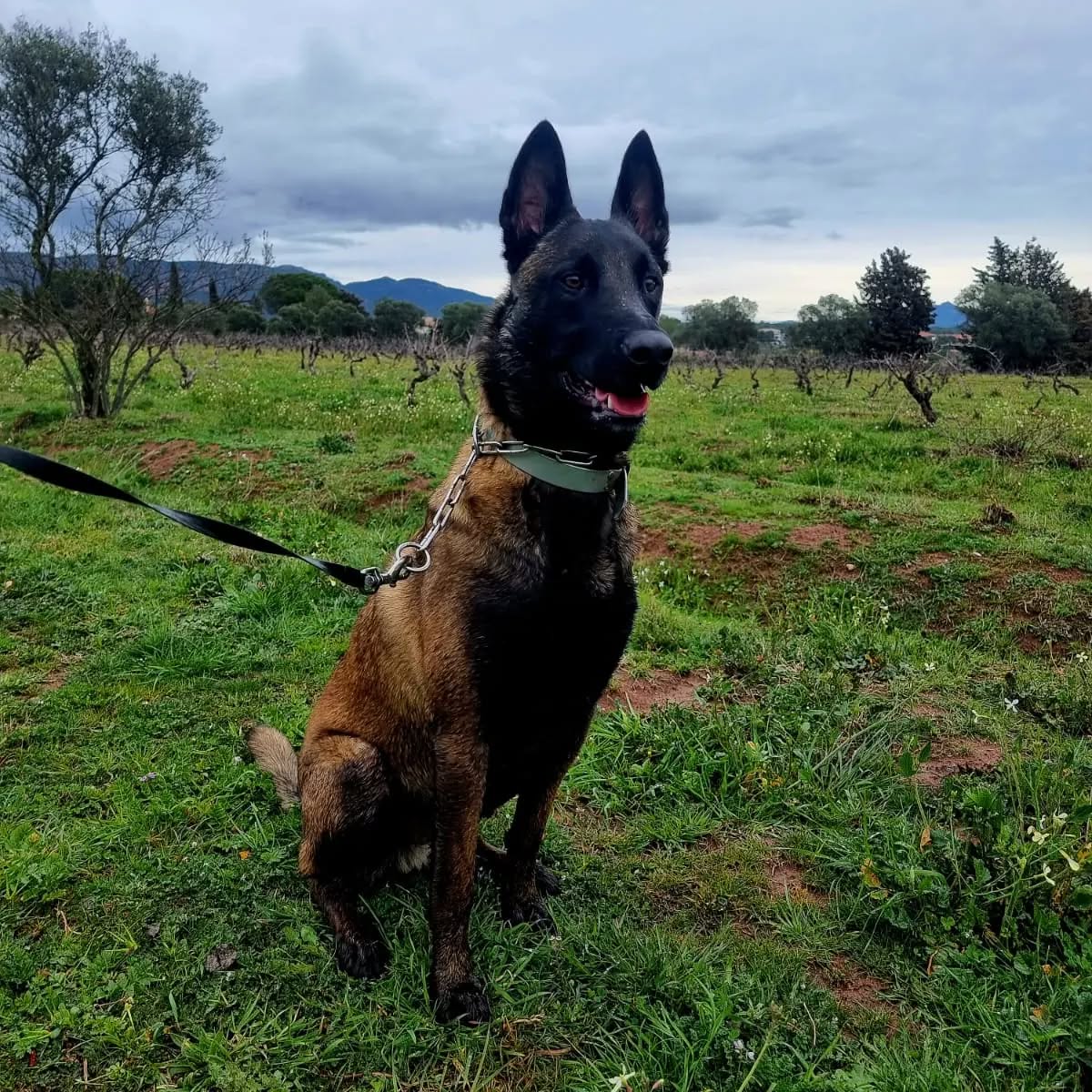 #malinois #campagne #garder #promenadescanines #dog #pensioncanine