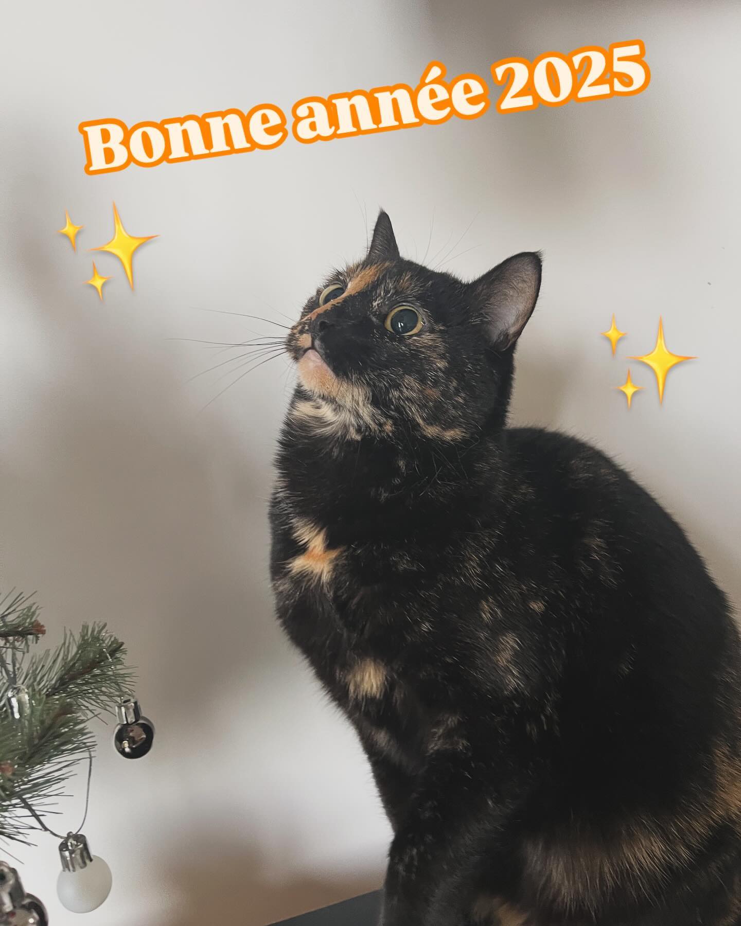 Une bonne année 2025 de la part de Surixpet’s, que cette année soit remplie de ronron caresses et bonheur 🐾✨
