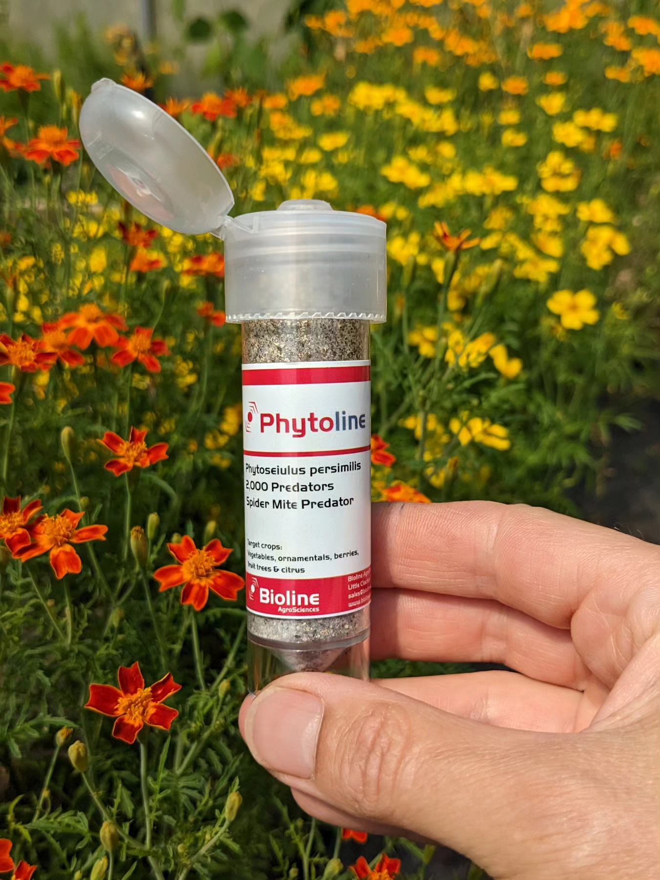 "Big bugs have little bugs upon their backs to bite them, little bugs have littler bugs, and so on - and infinitum"
I love this twist on a poem written by Augustus De Morgan in 1872. It describes the natural order of predators so perfectly 🪳🐞🐜
The beneficial insects I've been releasing today are Phytoseiulus persimillis - natural predators of red spider mite - they gobble them up in their hundreds!
Using biological control in the garden is the best way to combat plant pests without the need for chemicals - totally safe for people, pets and food crops.
I get my predators from Green Gardener @organicgreengardener - great range of products and 1st class service ☺️
#biologicalcontrol
#pestcontrol
#organicfarming
#sustainable
#organicflowers
#ecofriendly
#farmlife
#horticulture