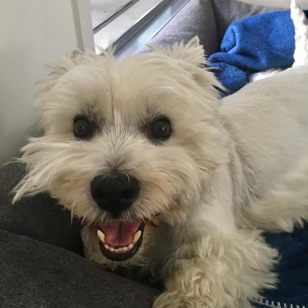 Cute as a button! Oscar & his award winning smile ❤️🐶❤️ .
.
.
#dog #dogsofinstagram #dogsofbrisbane #westiesofinstagram #westhighlandwhiteterrier
#cute #love #chasingtailsbrisbane