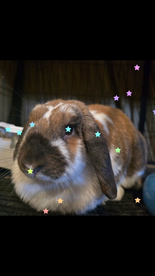 Tuber having a lazy afternoon at the fancy bunny hotel, she is just melting pur hearts here, driving all the attention, happy to have you in our especial place ๐ฐโค๏ธ
#thecoolbunnysitters #petsitting #bunnylovers #bunnysitting #bunnylovers