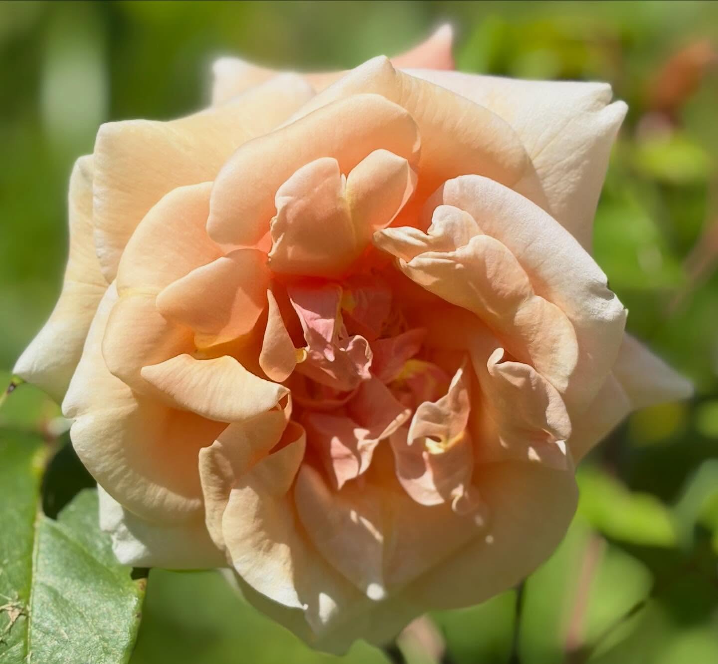 Life is busy. Discover peace and calm in your garden, and you will see simplicity