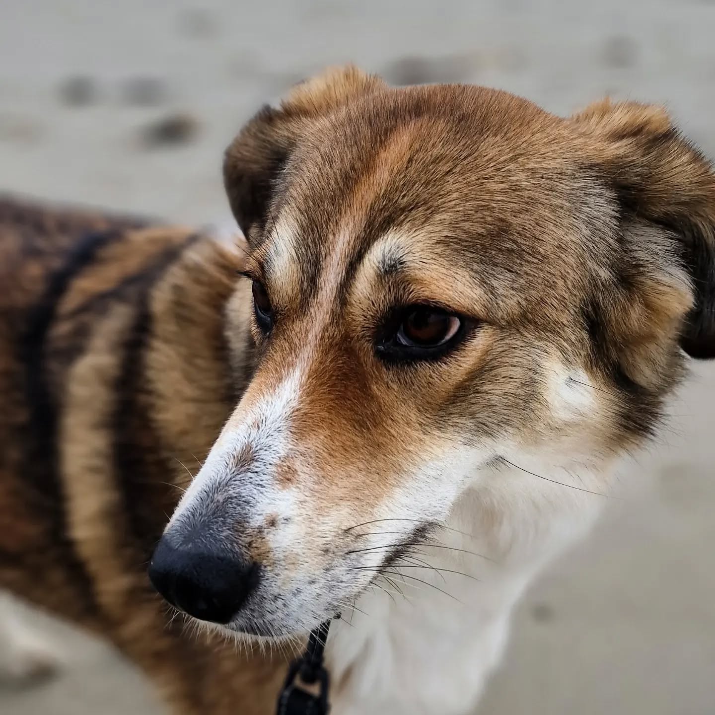 This is Muffin a lovely rescue ❤️ that joined us a few weeks back. It's great to see her now wagging her tail when I arrive.