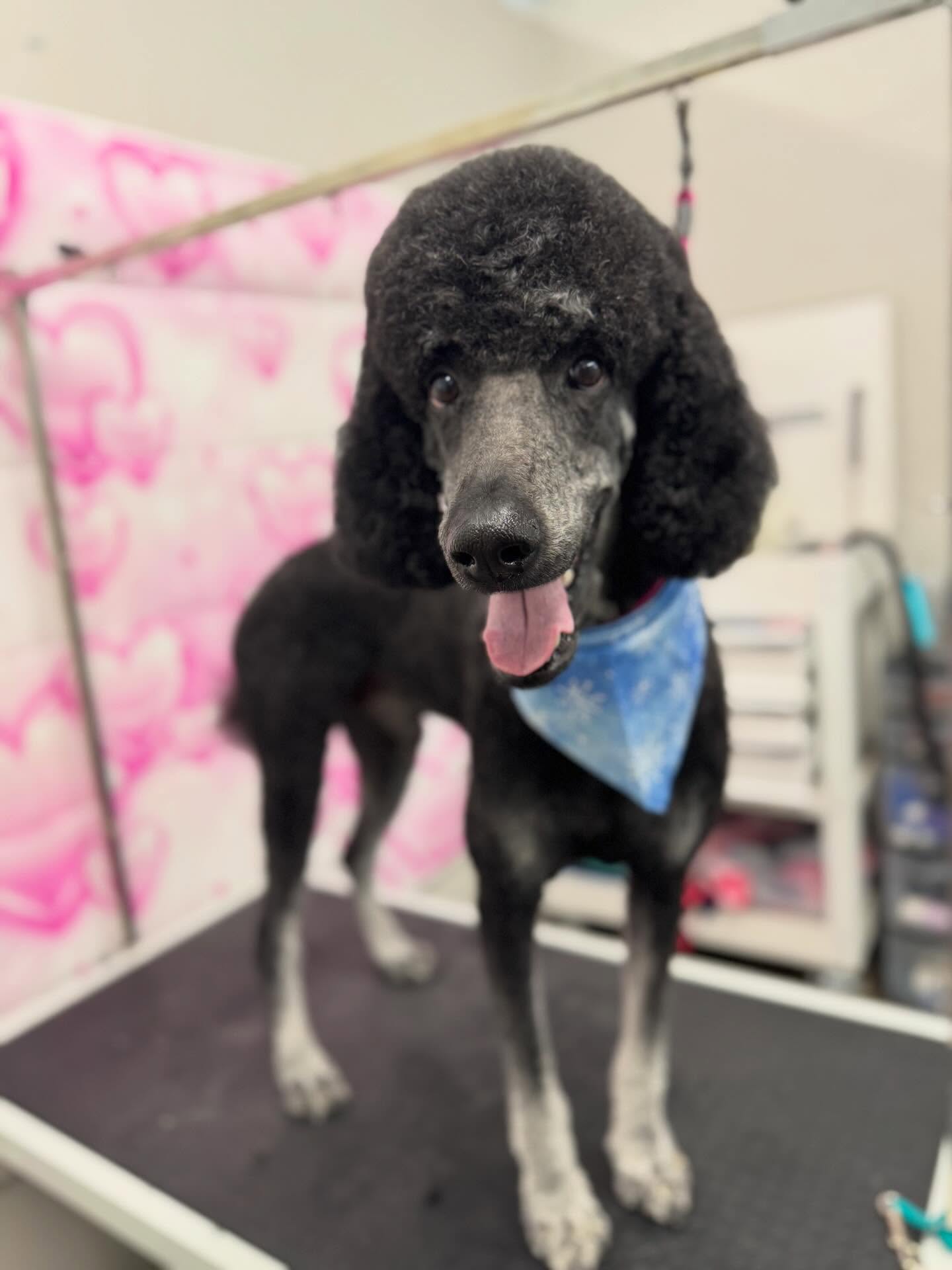 ✨Goose and Milo✨
—————————-
#standardpoodle #poodle #doodle #doggrooming
