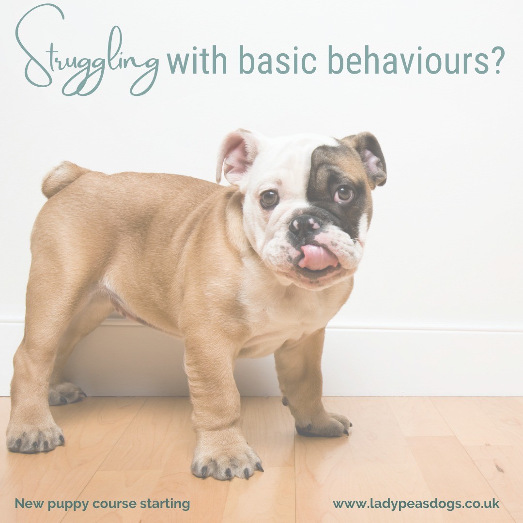 Does your puppy know how to sit, sit and stay, come back to you when you call them or even walk nicely on a lead? Or are you just struggling to get items out of your puppy's mouth?
If so then we have the perfect course for you both. Our new online puppy/beginners 6 weeks course is starting again on 24th May @6.00pm. This amazing course is only £70. You will receive access to an online platform where you can rewatch the live sessions, get handouts, videos and any other help. To get booked please click:
https://www.ladypeasdogs.co.uk/offers/eAvbMkvW
#dog #dogs #puppy #puppies #puppylife #dogtraining #puppyclasses #ladypeasdogs #onlinetrainer