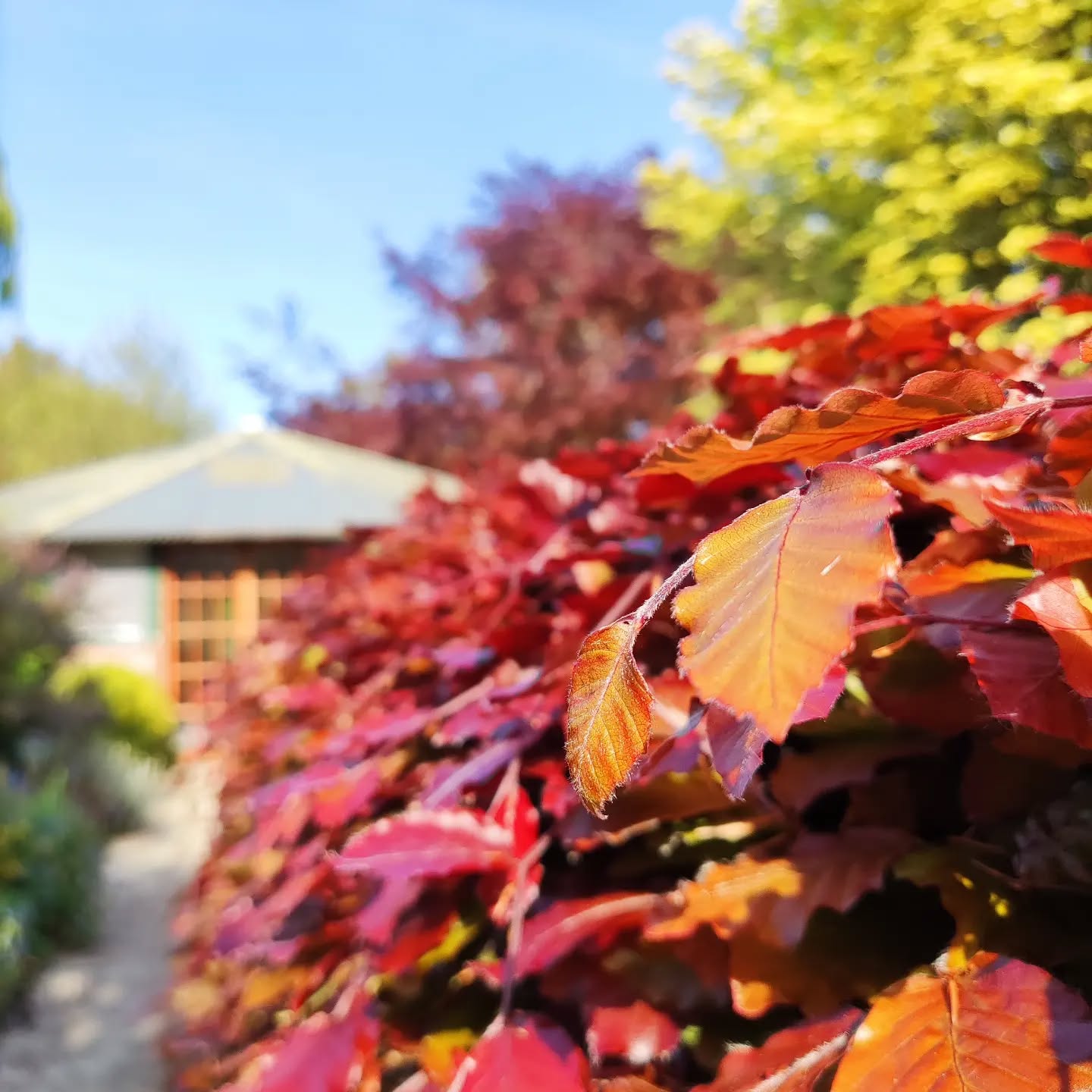 Stunning colours from the Copper beech hedge which pops next to the vibrant lime leaves of the Acer tree! The beautiful Kara, our event space is nestled in the garden surrounded by nature's wonder 💚
Watch this space for this year's transformation 🌈
#garden #copperbeech #stunning #retreat #staycationuk #events #localbusiness #cornishlife #glamping #spa #wellness #pop #transformation #wellbeing #nurtureyourself #thegreenhousesparetreat #springflowers #tree #onfire #2022goals