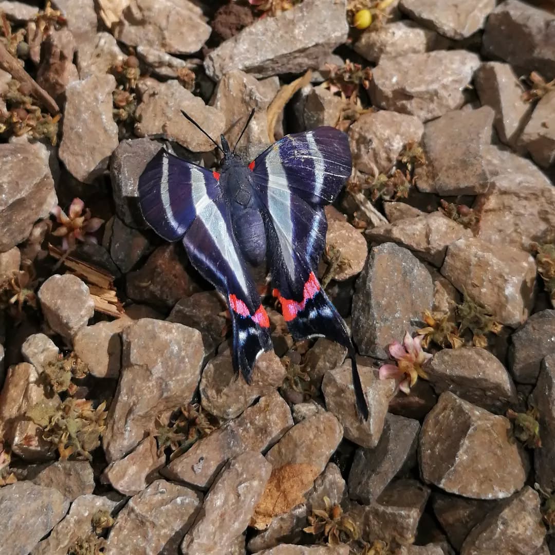 Visto en nuestro jardín 🦋 😊
#mariposa #mariposas #mariposascostarica #butterfly #costaricapuravida #costarica #costaricacool #travelcostarica #travel #mangiferahostel #hostelsoftheworld #hostellife #hostel #hostelcostarica #travelgram #faunadecostarica #fauna