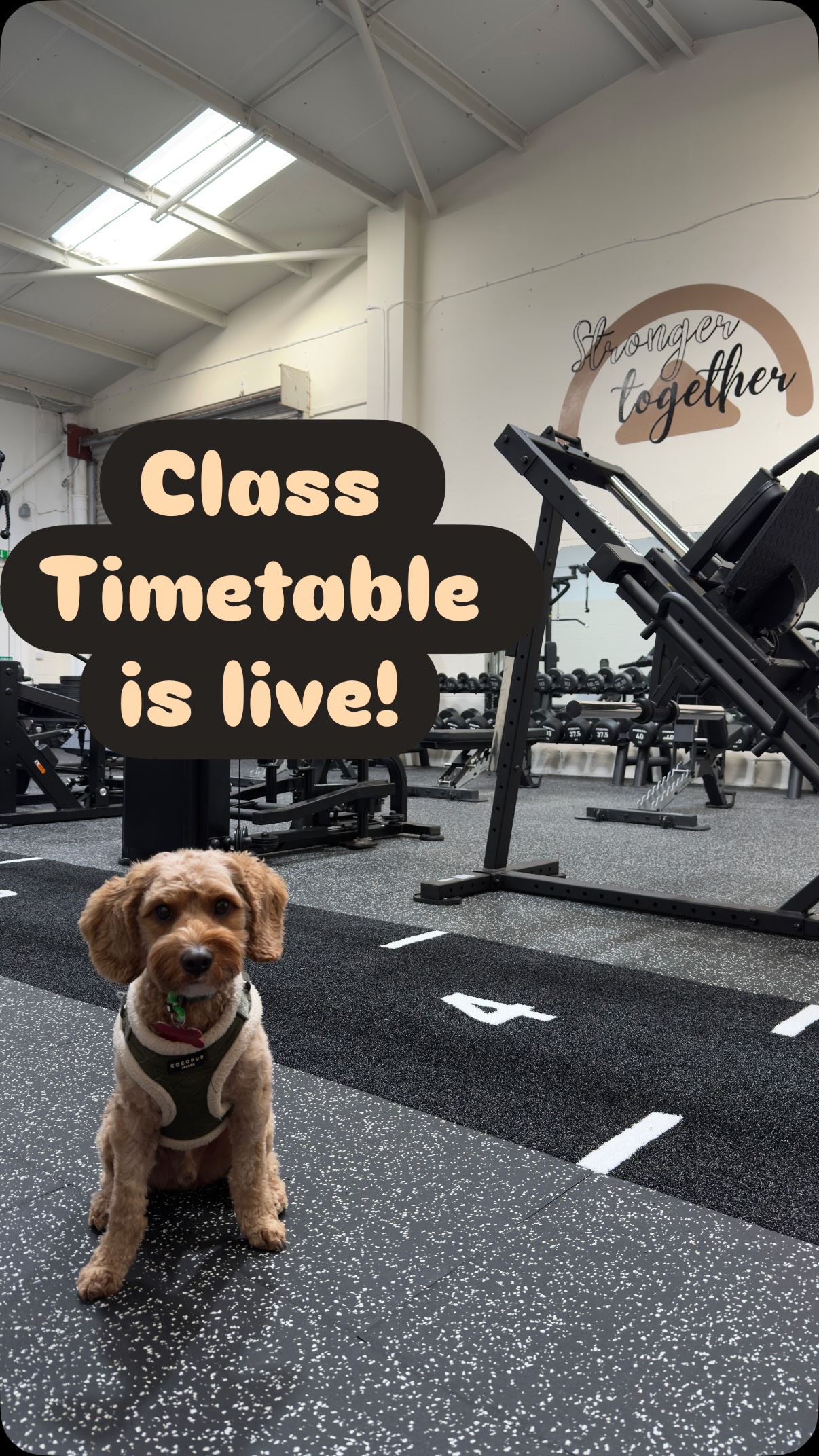 Timetable is LIVE 💥
The Uplift Studio class timetable is officially up and running and it’s stacked. We’ve got around 12 classes every week, all built to help you train with purpose, feel confident, and actually enjoy your workouts.
Here’s what’s on offer:
Ladies That Lift – strength-focused sessions in a supportive, no-ego environment
Circuits – higher energy, full-body workouts to get the heart rate up
Lower Body Strength – glutes, legs, and core so strength done properly
Yoga – slow things down, improve mobility, and reset both body and mind
Pricing is simple and flexible:
• £7.50 per class, pay-as-you-go
• Or become a class member for £75 per month and come to as many classes as you like
Pay-as-you-go classes can be booked directly through the class timetable on the website, nice and easy.
No pressure, no complicated memberships, just good training and a great atmosphere!
Check the timetable, book your sessions, and come train with us!
#ptstudio #grouptraining #staplehurst