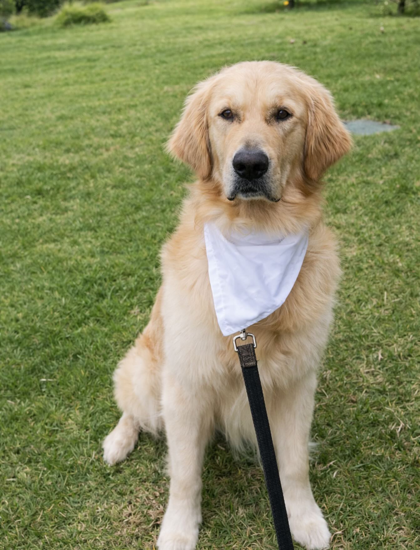Big Dogs Need Love Too ♥️
We get it, you’re busy at work, or maybe your big love doesn’t like the car 🚙 No Big Deal!
We come to you, and ensure your pet gets treated the best while you’re away- Top Quality Treats, Gentle Handling, and Force Free, the way it was always meant to be! ✨
Rest Easy, & Let Us Take Care Of What Matters Most 💞 🐶
#goldenretriever #maui #longbeach #mobiledoggrooming #dogwalking