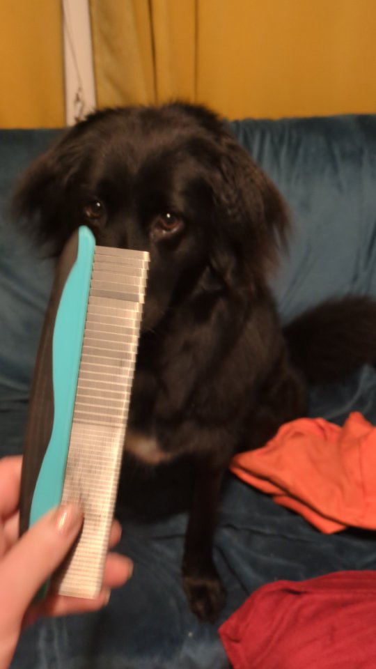 When spring is in the air, you start having to sweep twice a day, and your dog who sheds twice a year creates a puppy sized version of themselves with every brush.
We do co-operative based care with Esme, I'd love to do consent, however we're not there yet. I show her the brush and if she touches it, I scatter treats in her snuffle mat. While she searches for these, I do as much brushing as I can. If she asks me to stop, I do immediately, have a break, then reintroduce the brush again to check she's ready.
How bad is your dogs shedding?