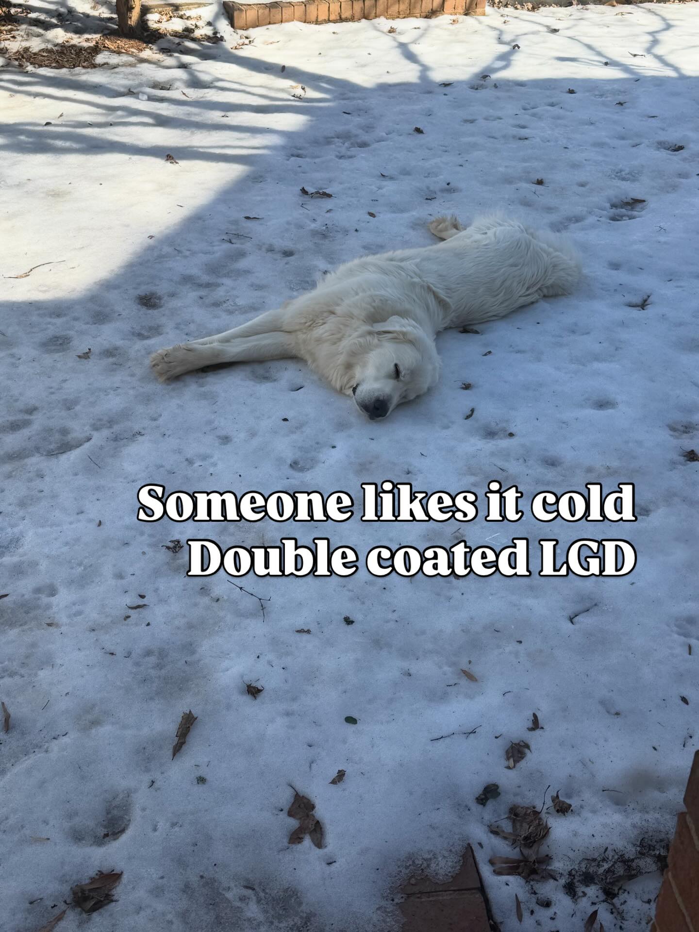 Someone likes it cold. Double coated LGD Great Pyrenees. We have a dog door she can use anytime she wants to come inside