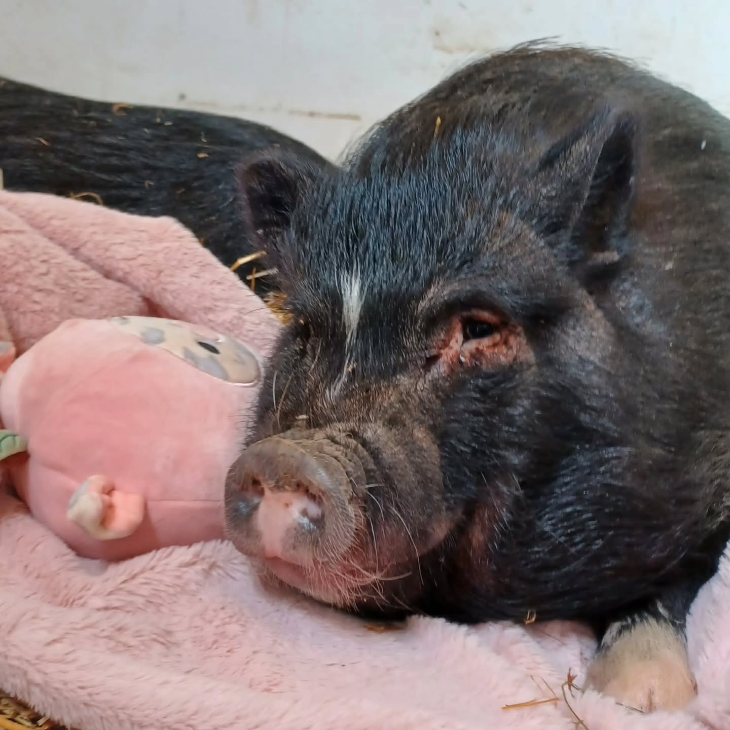 Addison says, "Adopt me and my sister, and we'll snuggle until Spring." Lexi and Addi are just too sweet! These sisters would make the perfect house pigs for folks looking to adopt their first or 20th piggy. Both are spayed and 2.5yo.
We offer transport with CVIs! And we support our adopters for the lifetime of the pigs. Send us a message to get the ball rolling on adding some perfect piggies to your life.
#adoptme #adoptable #piggy #pigsofinstagram #oink
