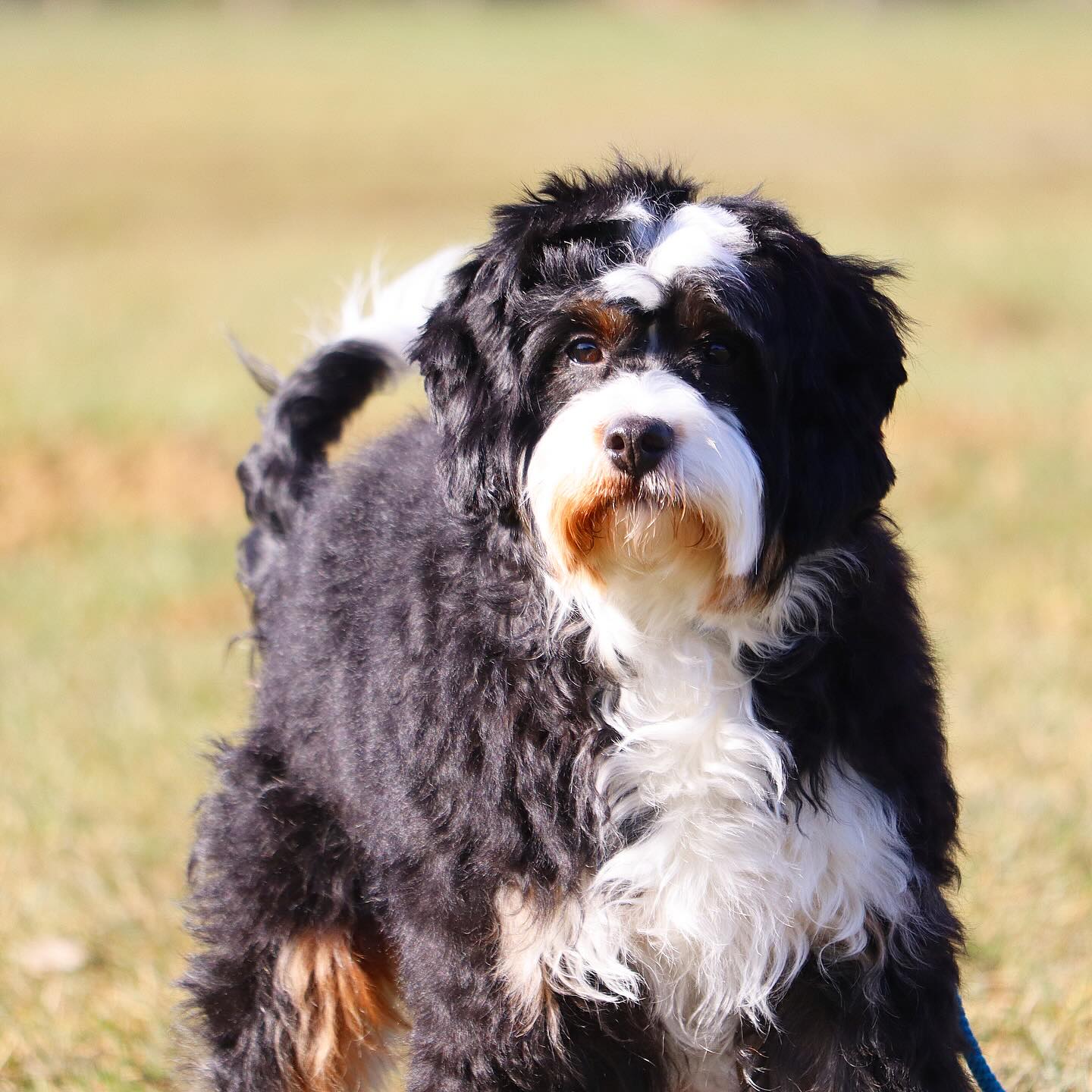 Miss Kitty & Reggie are Honeymooning for Our first litter of Mini Teddy Bear Bernedoodles for 2026! #lkbernedoodles #teddybearbernedoodles