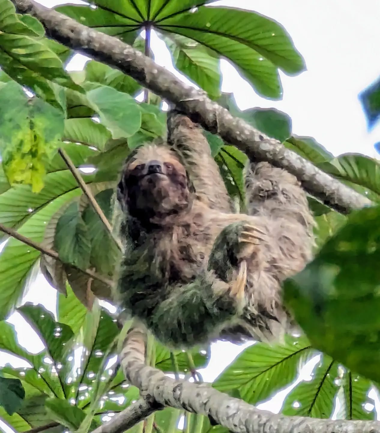 #sloth #animals #womeninbusiness #smallbusiness #grantvalkaria #palmbay #palmbayfl