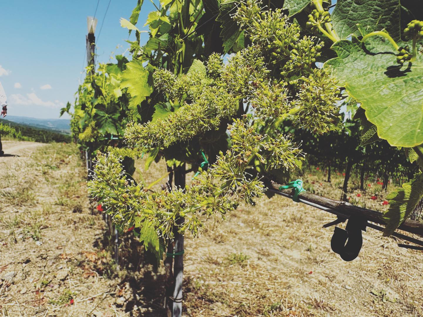 #fioritura del #sangiovese ci siamo! #vigneto #viticoltura #2023 #brunellodimontalcino
