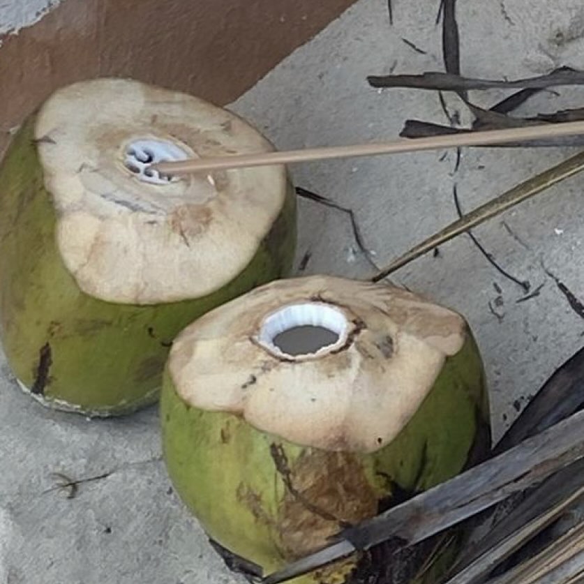 Coconuts about @sequoia.socials