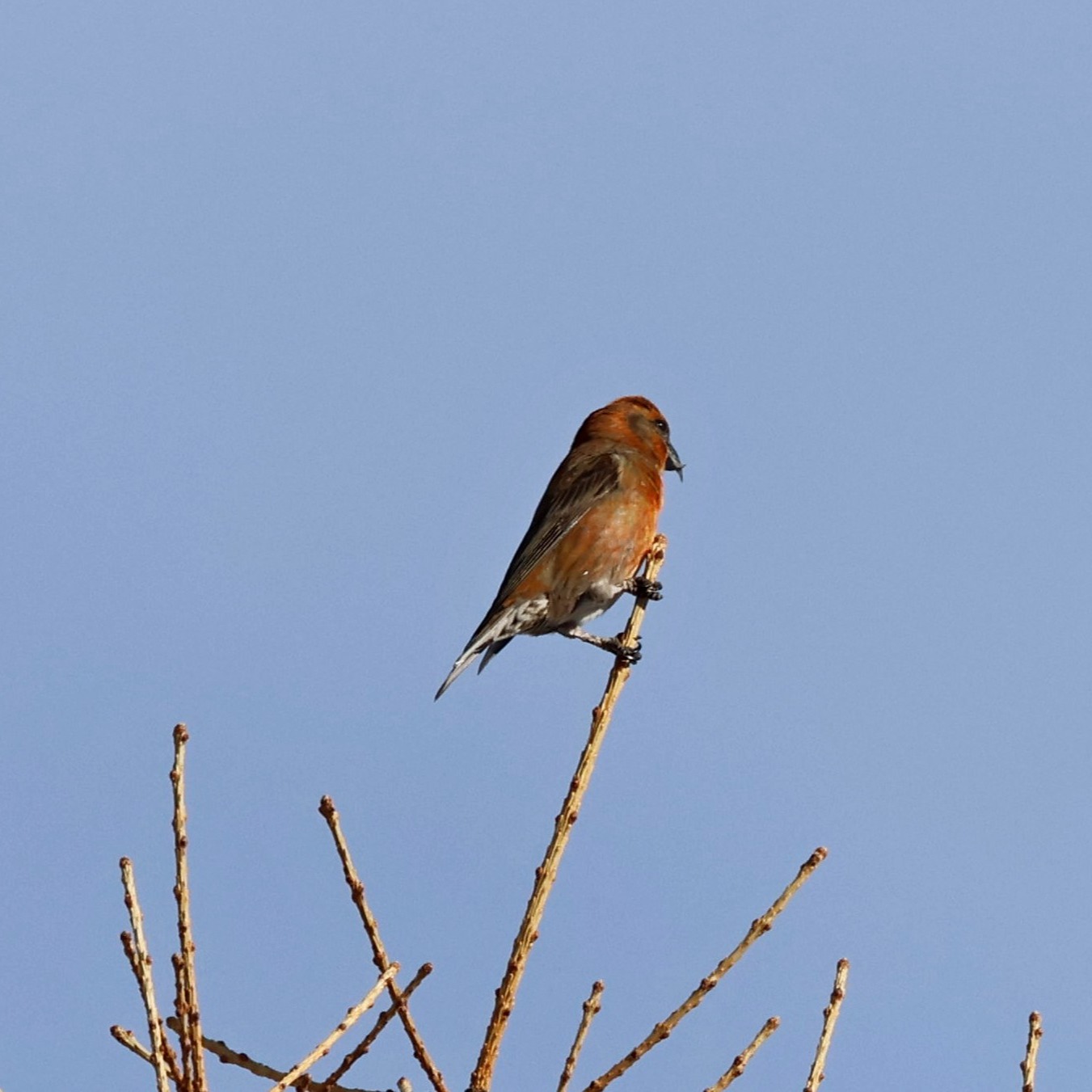A male crossbill.
#islandwildlife #kefaloniawildlife #kefaloniabirding #guidedwildlifewalks #crossbill