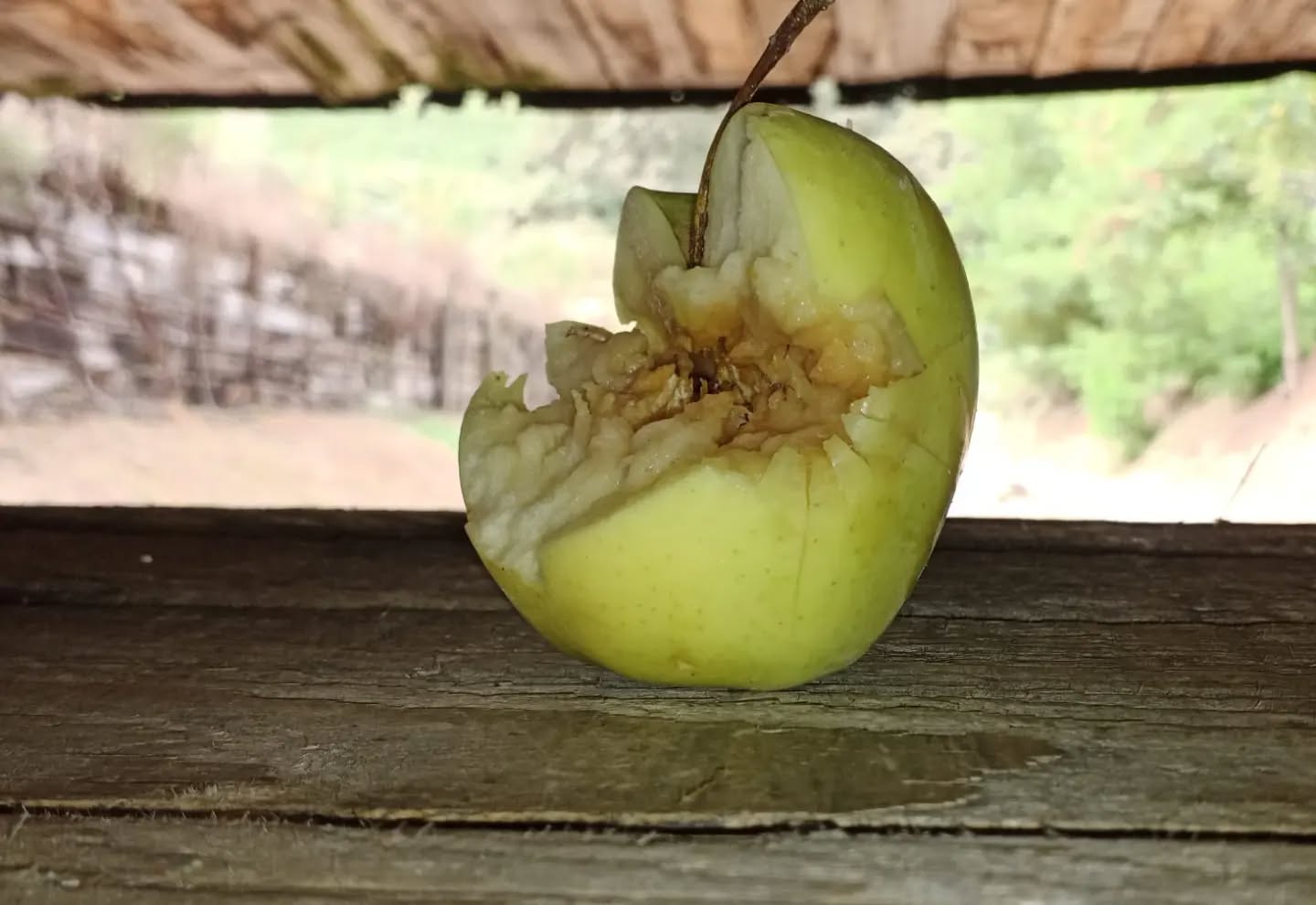 Gente normale: taglia la mela con il coltello...
Noi le tagliamo con il 223 Rem. 🤣🤣🤣
Tra un po' facciamo direttamente la macedonia con tutta sta frutta 🤣
#fruttafresca #poligono #223rem #gun #m4 #ar15 #meschieri #armeria #bustoarsizio