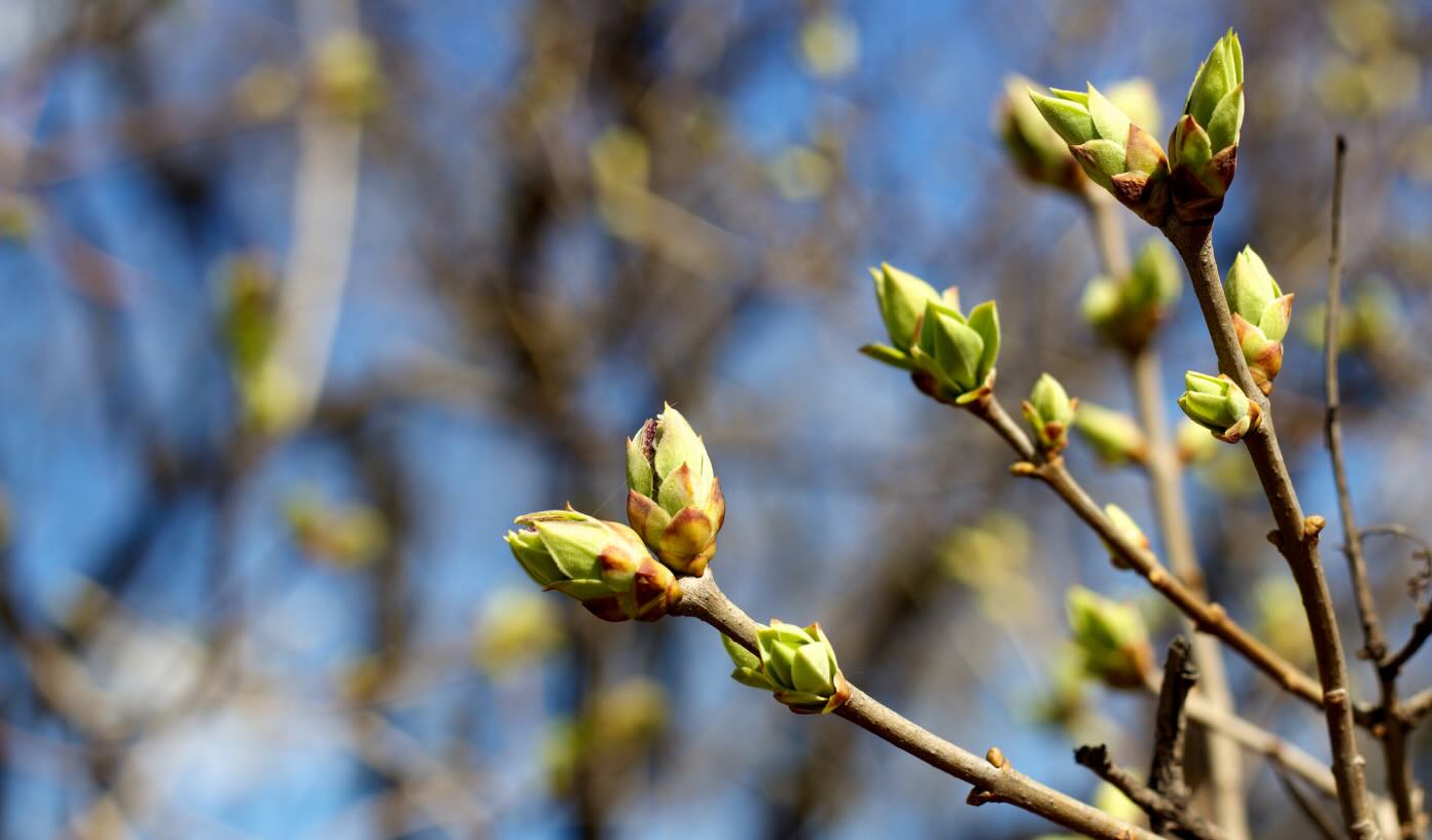 “The February sunshine steeps your boughs and tints the buds and swells the leaves within.” - William Cullen Bryant
#QuoteOfTheDay #SafeSoilUK #WilliamCullenBryant #February
