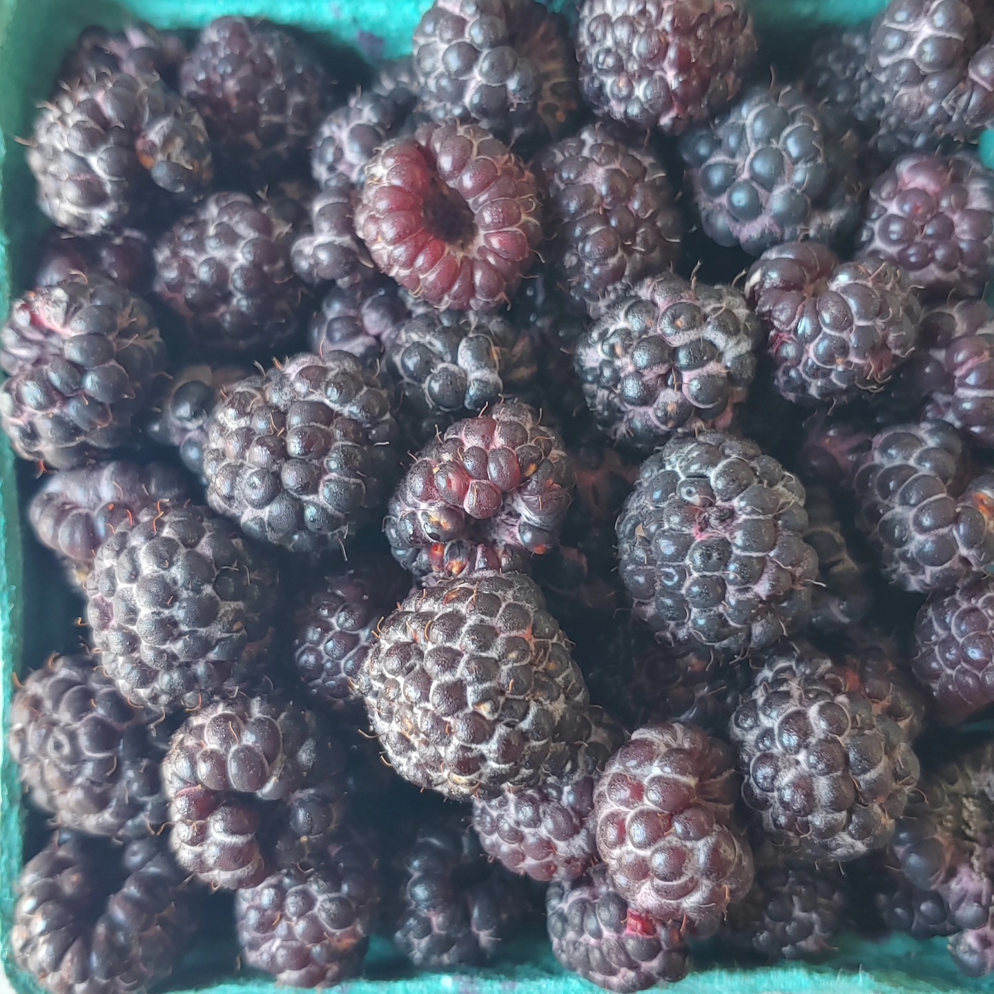 We are sold out of black raspberries for today. Check back tomorrow.