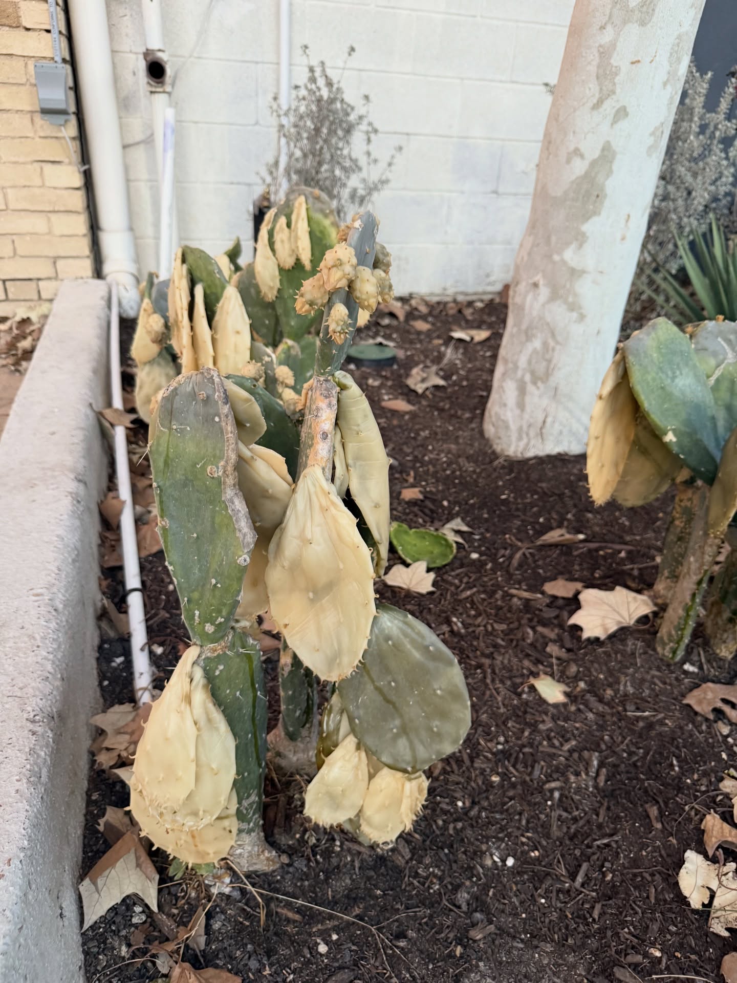Winter said “survive”… not “thrive.” ❄️😅
How did your plants hold up? 🌿👀
If your landscape needs a little TLC (literally 😉), give us a call and we’ll whip it into shape for Spring! 🌸✨
#Texas #Landscape #Cooperative