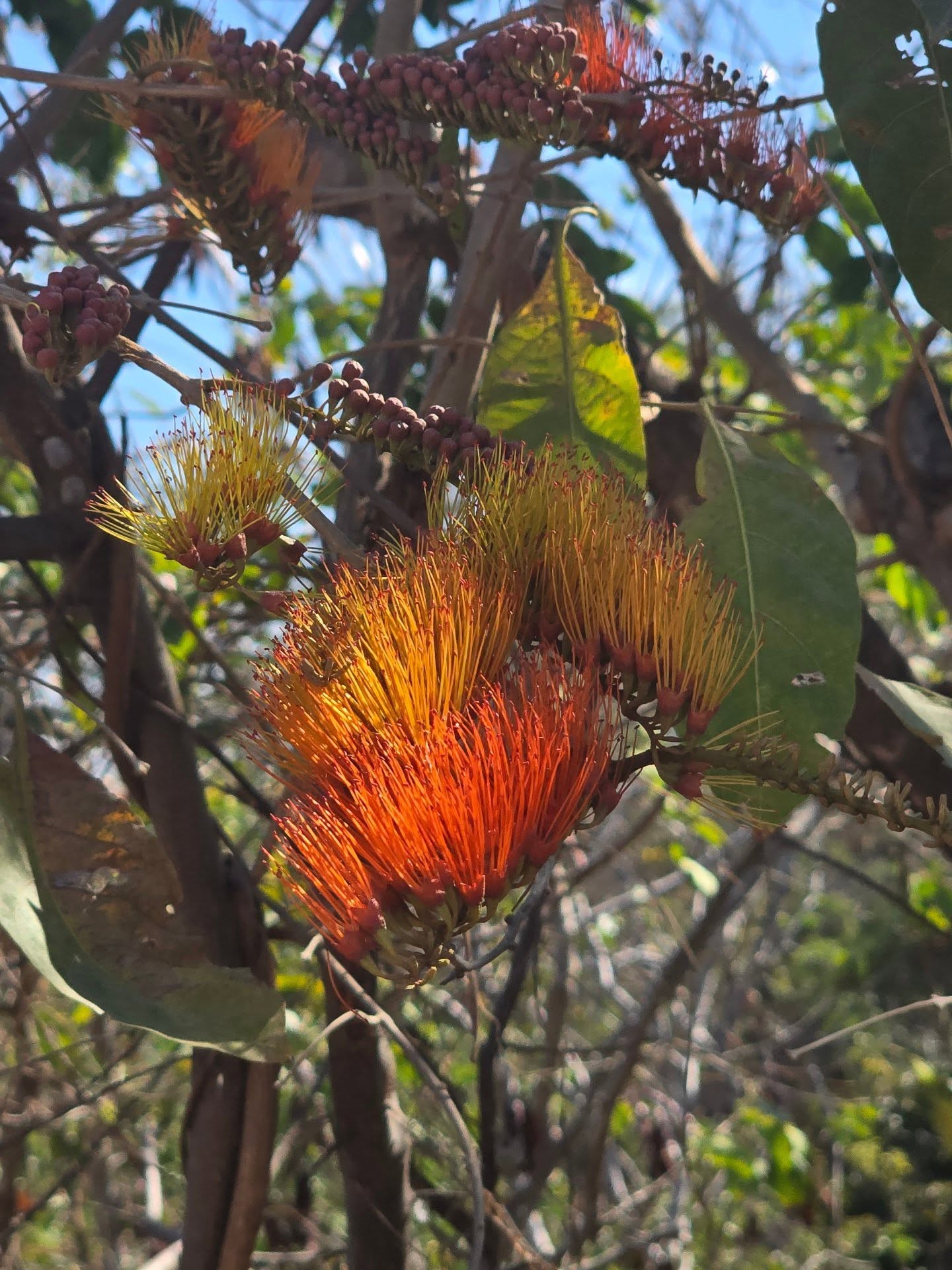 It is an odd time to be alive, witnessing all that's happening.
Posting anything right now can seem irrelevant, but I feel a need to remind us all that healing and resistance come in many forms.
We are witnessing crumbling systems and stories that come with such a wave of shock it freezes us in disbelief. This is the unfortunate reality for many: witnessing things we will never be able to unsee.
We have to be honest: a small somatic practice cannot "fix" this kind of shock. Injustice is rising, and dissonance is not the answer. Perhaps breathwork has its limits. Perhaps we all need to scream our lungs out... among taking other actions.
And yet, perhaps the micro-moments of grounding—the choice to stay connected while the world tries to divide us—are part of the resistance we need.
Within a safe container, stomp your feet. Scream it out. Beat a pillow. And then, come back to your feet. Find your grounding, nourish your body, and recenter a thousand times if you must. Come back to safety slowly, mindfully, and by choice. It may be the only thing we have control over right now.
Don’t hold it all in. Don’t give in to the tactics that break our humanity.