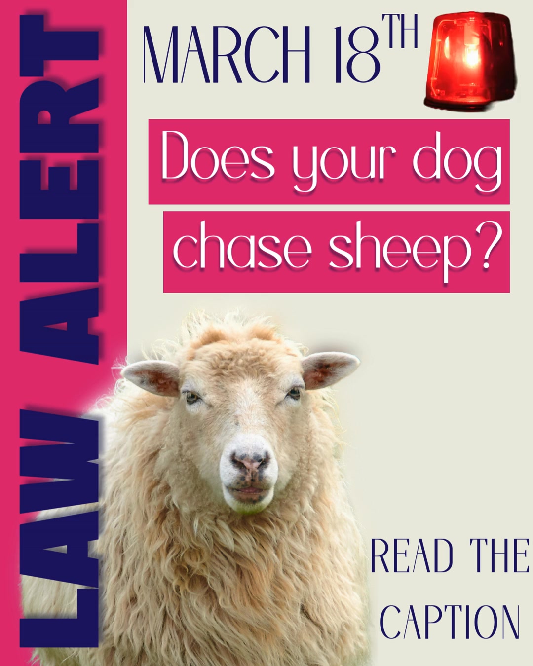 New dog law alert 🚨🐾
From March 18, “worrying livestock” includes chasing or being at large — even on roads and public paths.
For us as professional dog walkers, this isn’t panic-worthy — it’s preparation.
We plan routes carefully.
We avoid high-risk areas.
We use short leads when needed.
And we make calm, informed decisions on every walk.
Because keeping dogs safe isn’t about luck —
it’s about experience and responsibility.
Drop a 🐾 if you already knew about this
or a 😮 if this is new to you.