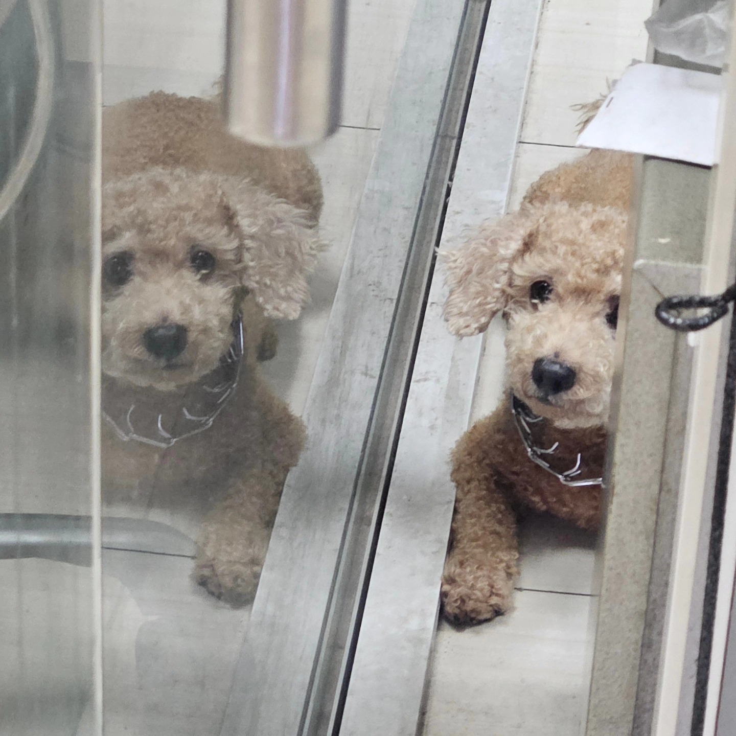 Bring your dog to work Wednesday!
#bsforklift
#workplacesafety
#bringyourdogtoworkday