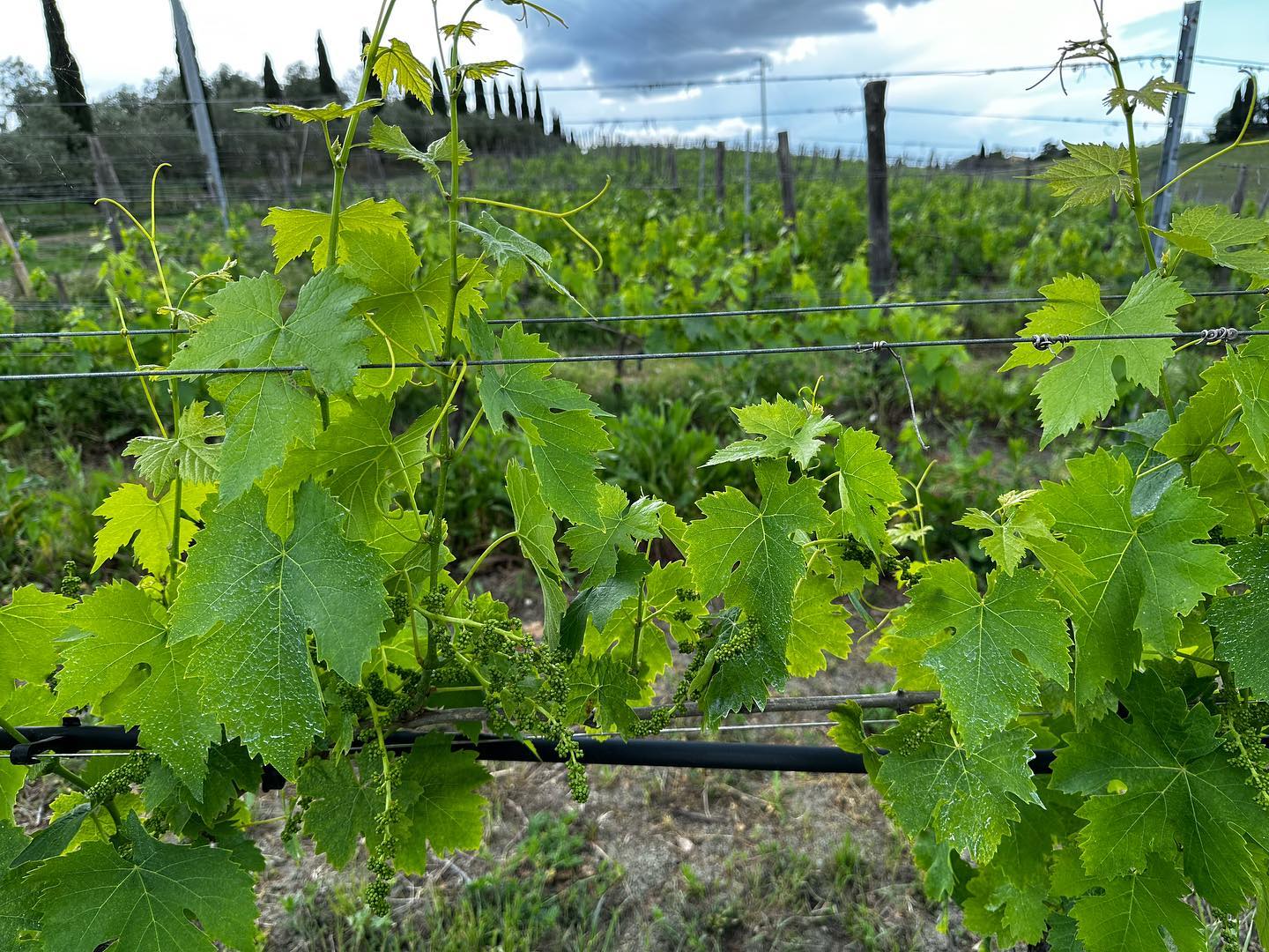 Continua a piovere, le viti crescono forte! Attenzione a peronospora e anche oidio, probabilità alta di eventi infettanti, monitorare sempre è importante.