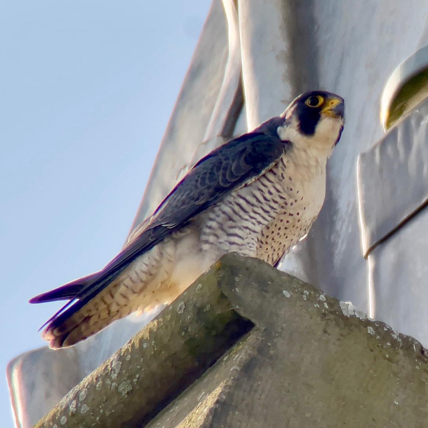 Exciting news for Wakefield and Bradford Peregrines today. The new resident Tiercel at Bradford City Hall will is T4H who was ringed in Wakefield as a chick in 2021 😃