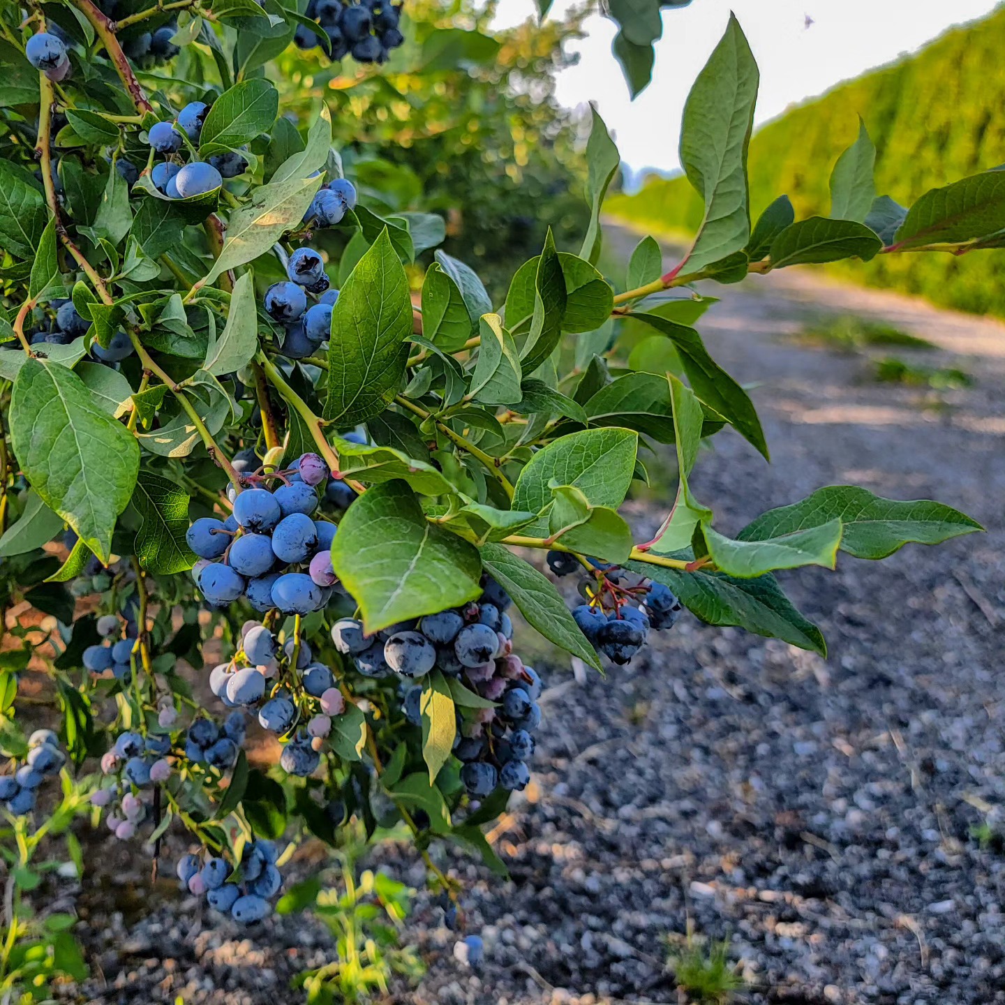 Last chance to get farm fresh blueberries for this year! Come down today to get your Maskeen Farms box today. We are open till 6:00 PM.
.
.
.
#Maskeenfarms #Farm #BlueberryFarm #Blueberry #Blueberries #2023 #BC #Vancouver #Surrey #Richmond #Langley #BeautifulBC #Nature #Outdoors #Summer #Spring #Agriculture #Health #Healthy #Food #Fruit #Sunset #Instagram #Healthylifestyle #Season #Green #Sustainable #Honey #Bees #Season #Duke