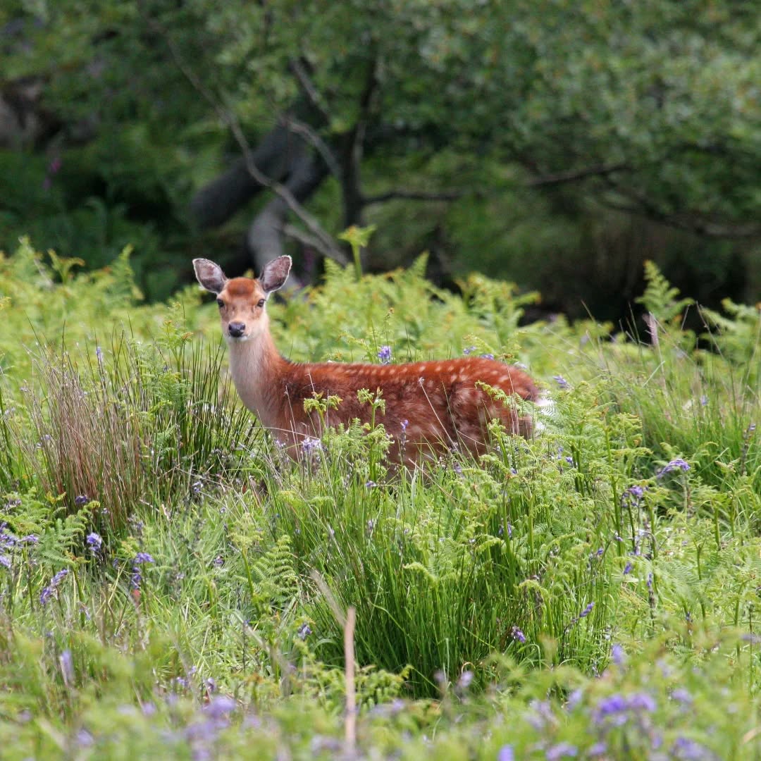 A sika hind on Lundy
#islandwildlife #guidedwildlifewalks ##lundyisland ##lundywildlife #sika